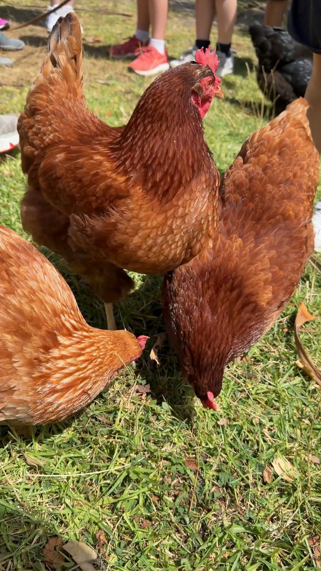Our Chicken Club is thriving and so are our beautiful chickens.
Students love caring for them each week, making sure they are well fed, safe and happy. Through hands on learning, teamwork and responsibility, our students are growing in confidence as they look after our feathered friends.
Learning, caring and thriving together. 🐔🌿
#SJB2026 #stjohnthebaptistprimaryferntreegully #melbournecatholicschools #lightingtheirpath #catholiceducation #EmpoweredToThrive #MACSMoreThanEducation