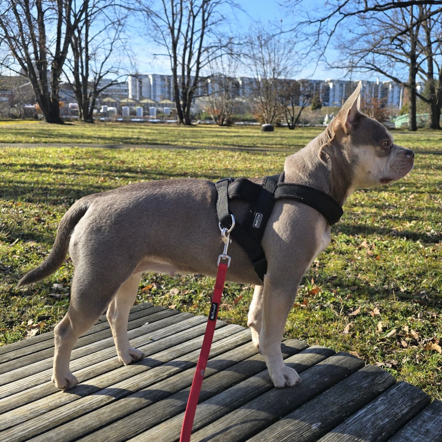 Lyana 🌸
Traumhafte Nachzuchthündin in der Farbe Isabella Tan 💛
Ganz im gewünschten Retro-Typ: längere Nase, schöne Rute und ein harmonischer, sportlicher Körperbau 💪🏻
➡️ ein ziemlich perfektes Beispiel unseres Beuteschemas. 😂
Optisch damit ziemlich weit entfernt vom heutigen Standard-Frenchie und genau das lieben wir. 🤍
#AlphaBully #bullysmitnase #französischebulldoggeschweiz #retrofrenchie