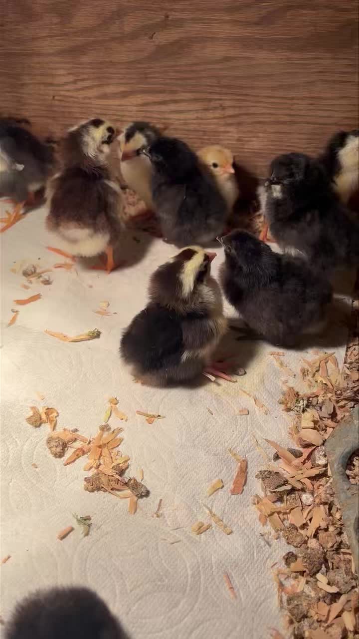 Palo Cedro Chicks available! All straight run/unsexed. Swedish flower hen, Shetland Hen (blue egg)and olive eggers message for details!