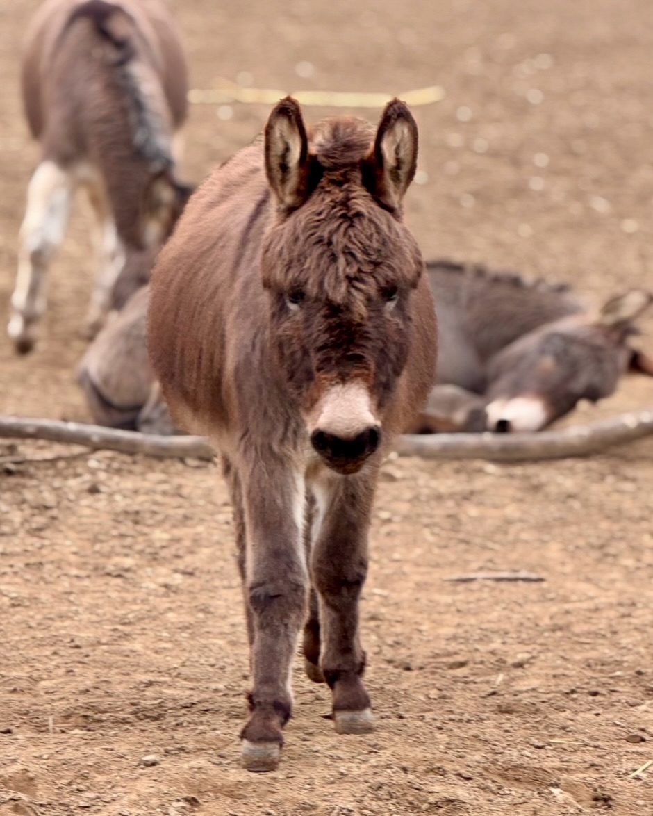 🤎
Hallo ihr Lieben 🫶
Ich, der Justus, wurde hier zwar schon mal in der Vorstellungsrunde vorgestellt aber mit nur einem Bild ☝️!
Das geht gar nicht😊
Anyway…..🤗 hier nochmal extra für euch noch ein paar Eindrücke von mir 🤎
Ich war ja früher ziemlich schüchtern, hab eine gute Ausbildung genossen und mich definitiv zu „Prinz Charming“ entwickelt 🥰
Euch das vorzuenthalten wäre echt sträflich 😁
Beste Grüße, 🫏 Justus 🫶
PS: Jetzt bin ich zufrieden!
#selztallamas #rheinhessen #esel #wandernmachtglücklich #tieremachenglücklich