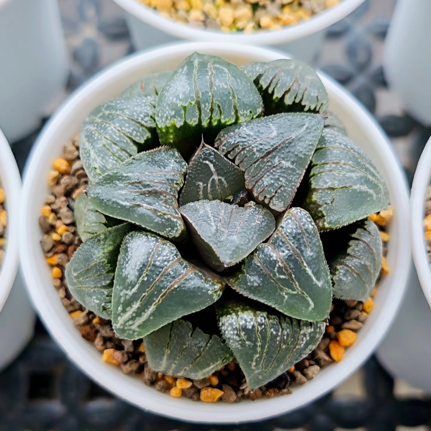 Haworthia Correcta 'Cloudy Moon' dome shape
Outdoor shaded sunlight
Full watering once every 5-6 days
7.6cm pot size diameter
#haworthiacorrecta
#haworthiacloudymoon #haworthia #haworthiacollection