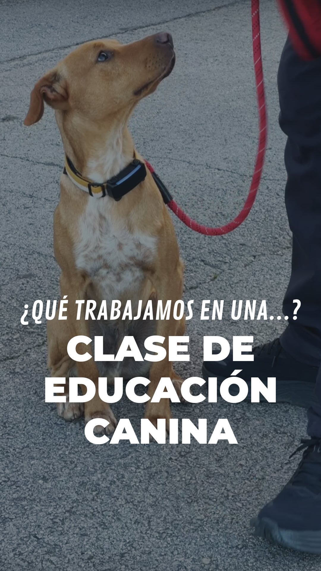 Otto es una mezcla de podenco de un año, que fue adoptado hace un mes.
No llegó por un problema grave de conducta.
Su familia quiso hacer las cosas bien desde el principio🤍
Acompañar durante la adaptación, trabajar las bases y entenderse como familia, también es educación canina✨
#dogtraining #educacioncanina #maresme #adiestramientocanino