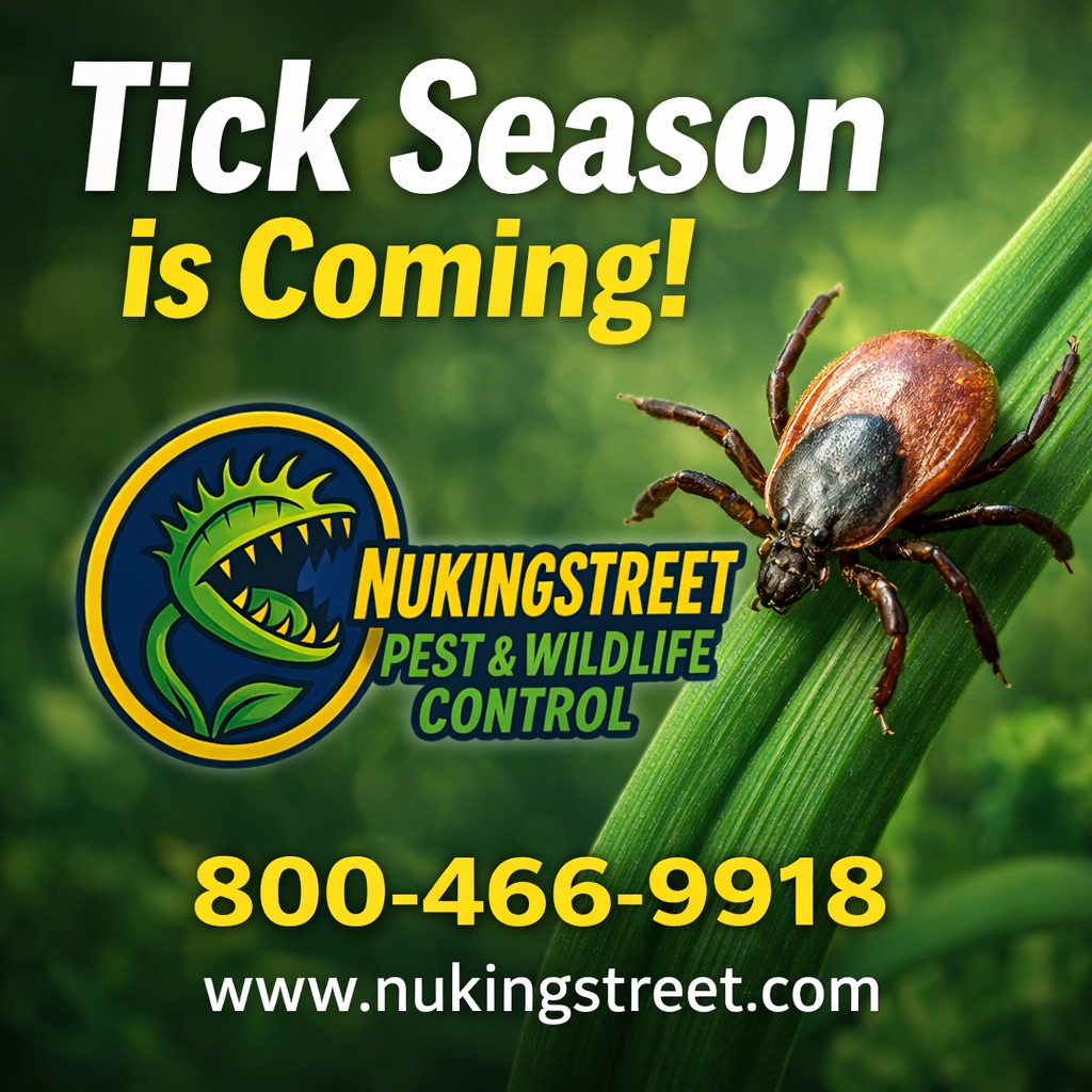 Tick season is closer than most people think.
Even with snow on the ground, ticks can become active as soon as temperatures consistently rise above freezing. In many areas, that can happen as early as next month. Once the thaw begins, deer ticks and other species start looking for a blood meal — and that means pets, kids, and homeowners are at risk.
Ticks aren’t just a summer problem. Early spring tick control is one of the most effective ways to reduce populations before they explode.
At Nukingstreet Pest & Wildlife, we offer eco-friendly tick control treatments designed to target tick habitats around your property — wooded edges, leaf litter, fence lines, and shaded areas where moisture holds. Our tick service can be scheduled as a standalone treatment or bundled with a full mosquito and perimeter pest control program for season-long protection.
If you want your yard protected before tick season ramps up, now is the time to plan.
Call or text 800-466-9918
Visit our website
DM us
Or comment “Help” and we’ll reach out.
#TickControl #TickSeason #DeerTicks #LymeDiseasePrevention #EcoFriendlyPestControl YardProtection Nukingstreet