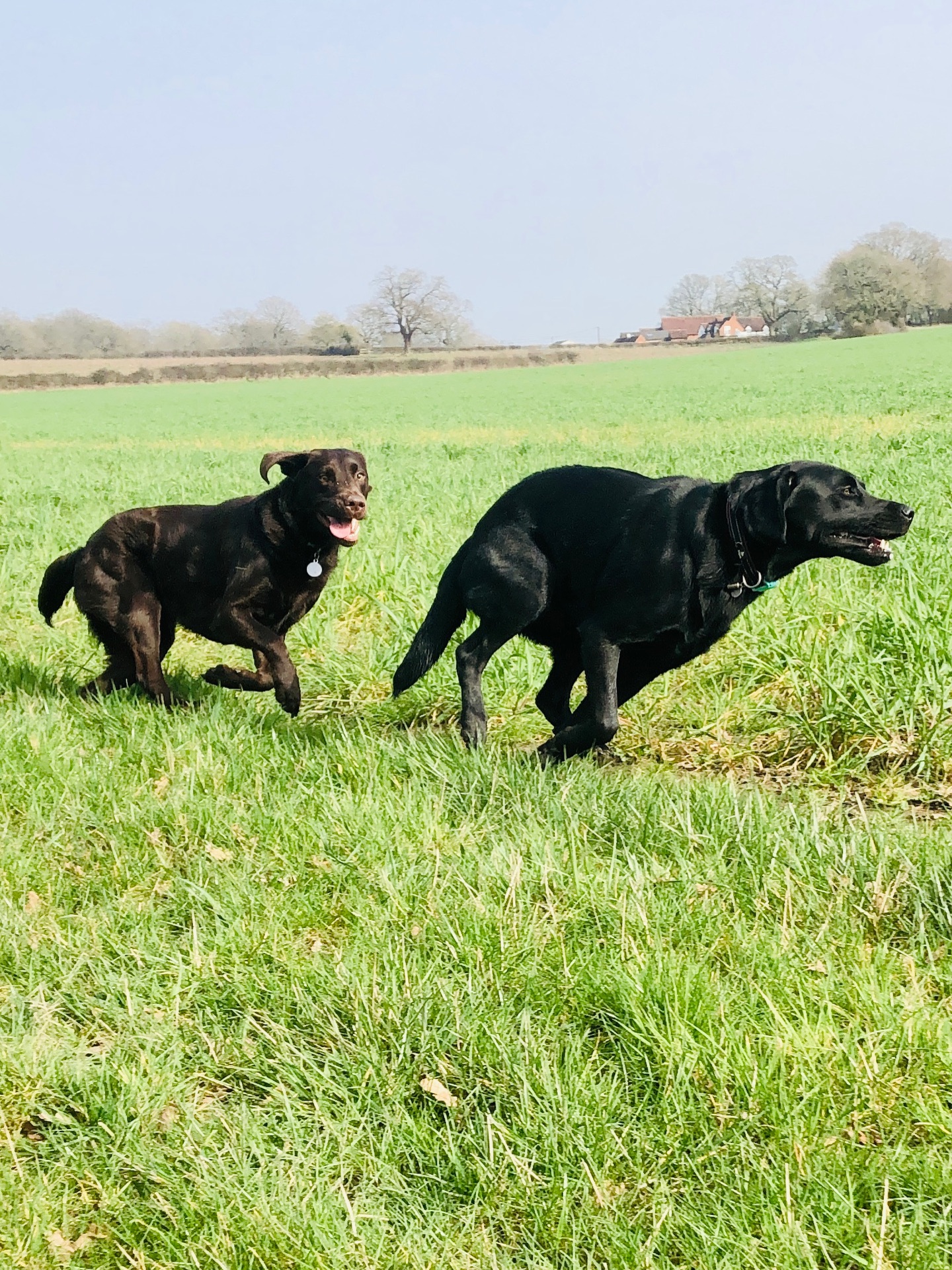 😁😁
If your dog would like to have a walk with us then contact us at www.ardendogwalking.co.uk and check out our half-day experience.
#ullenhall #tanworthinarden #hockleyheath #henleyinarden #dog