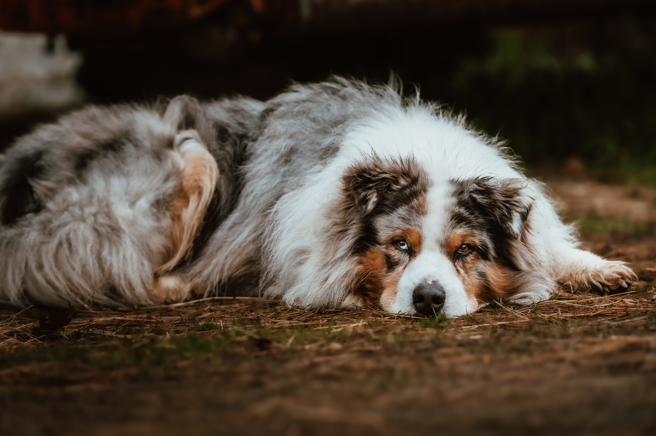 Pendant que je réalisais la séance lors d’une formation de massage équin, JAZZ attendait sagement.
Allongé là, tranquille, observateur… comme s’il veillait sur le bon déroulé de la séance.
Ce regard doux, posé, presque méditatif.
La preuve que le calme est contagieux surtout dans un environnement où le bien-être est au centre de tout.
Merci à @relaxandjump pour cette parenthèse hors du temps, où humains, chevaux… et chiens trouvent naturellement leur place 🤍
📸 Les plus belles images naissent souvent quand on ne les force pas.
#JazzLeChien #ChienZen #Backstage #MassageEquin #FormationÉquine #PhotographeÉquestre #InstantVrai #BienÊtreAnimal