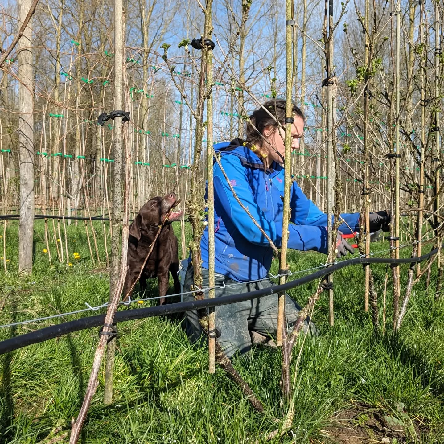 Een schoon zonnige dagje om samen het veld in te trekken. ☀️
De voorbije weken kwam het veldwerk stilaan op gang, al is het ook bij ons nog erg nat door de vele regen. 🌧️
Maar toch, de zon schijnt en alles komt terug stilaan tot leven. Heerlijk!
We zagen vandaag al een boomhommel, een vosje en verschillende lieveheersbeestje. Awel ja, daar worden wij nu echt blij van. 😇
🔔 Binnen een dikke maand doen we ons winkeltje al eens open voor de tulpen 🌷 🌷🌷 pluk. Exacte datum en meer info volgt binnenkort!
Helemaal klaar voor S04 🙏✌️👍
Hannes & Betse