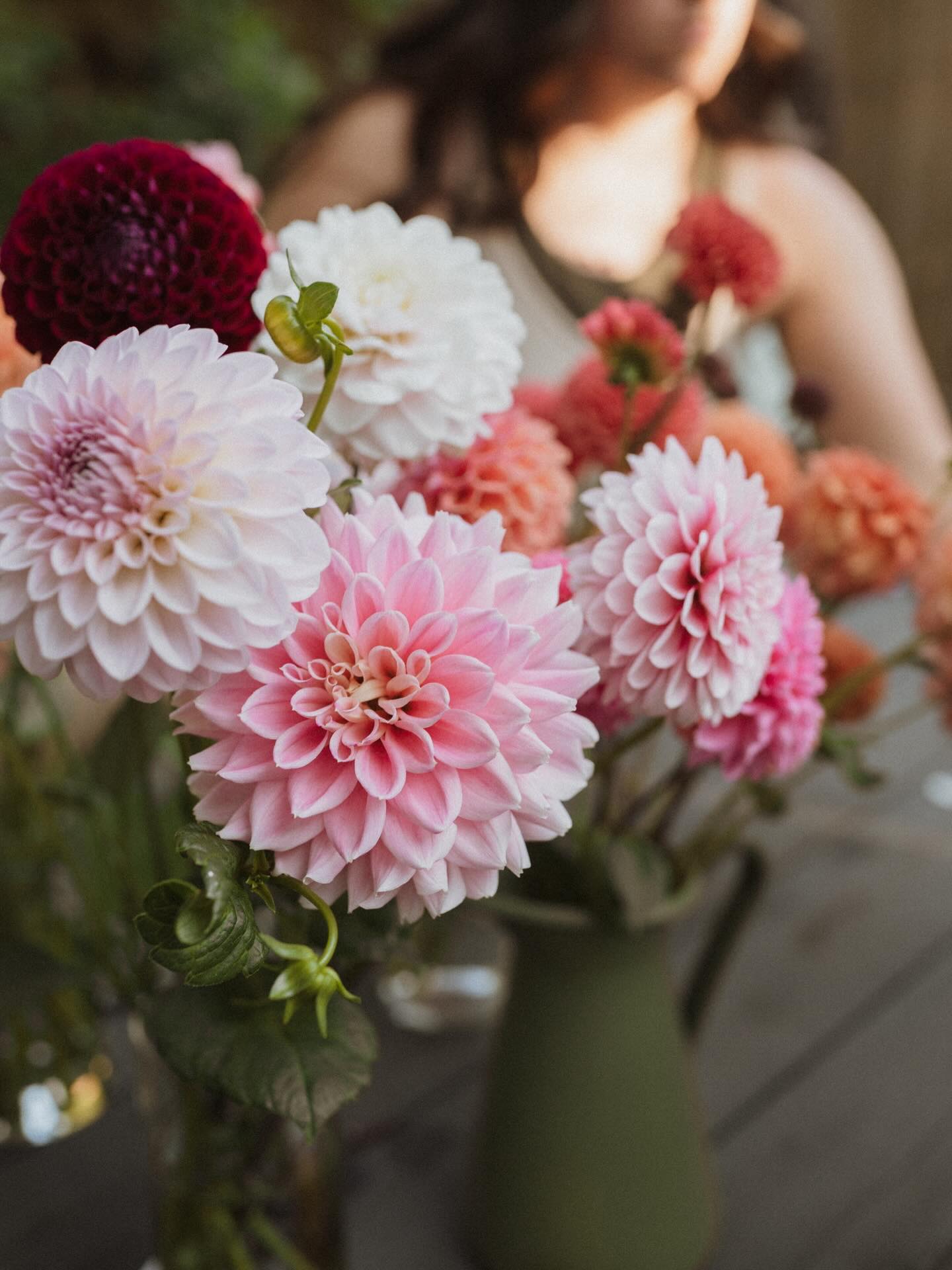Spring finally feels like it is around the corner, and with that comes exciting news! We have taken all of our dahlia tubers out of storage to start sprouting for this year’s blooms, and have more than enough to share with you!
If you have been thinking about growing your own flowers this year, we hope to have our first round of dahlia tubers up for sale in about 4 weeks. Check out our website in advance to see what different varieties we will have available. We can’t wait to see beautiful blooms growing in your gardens🌸