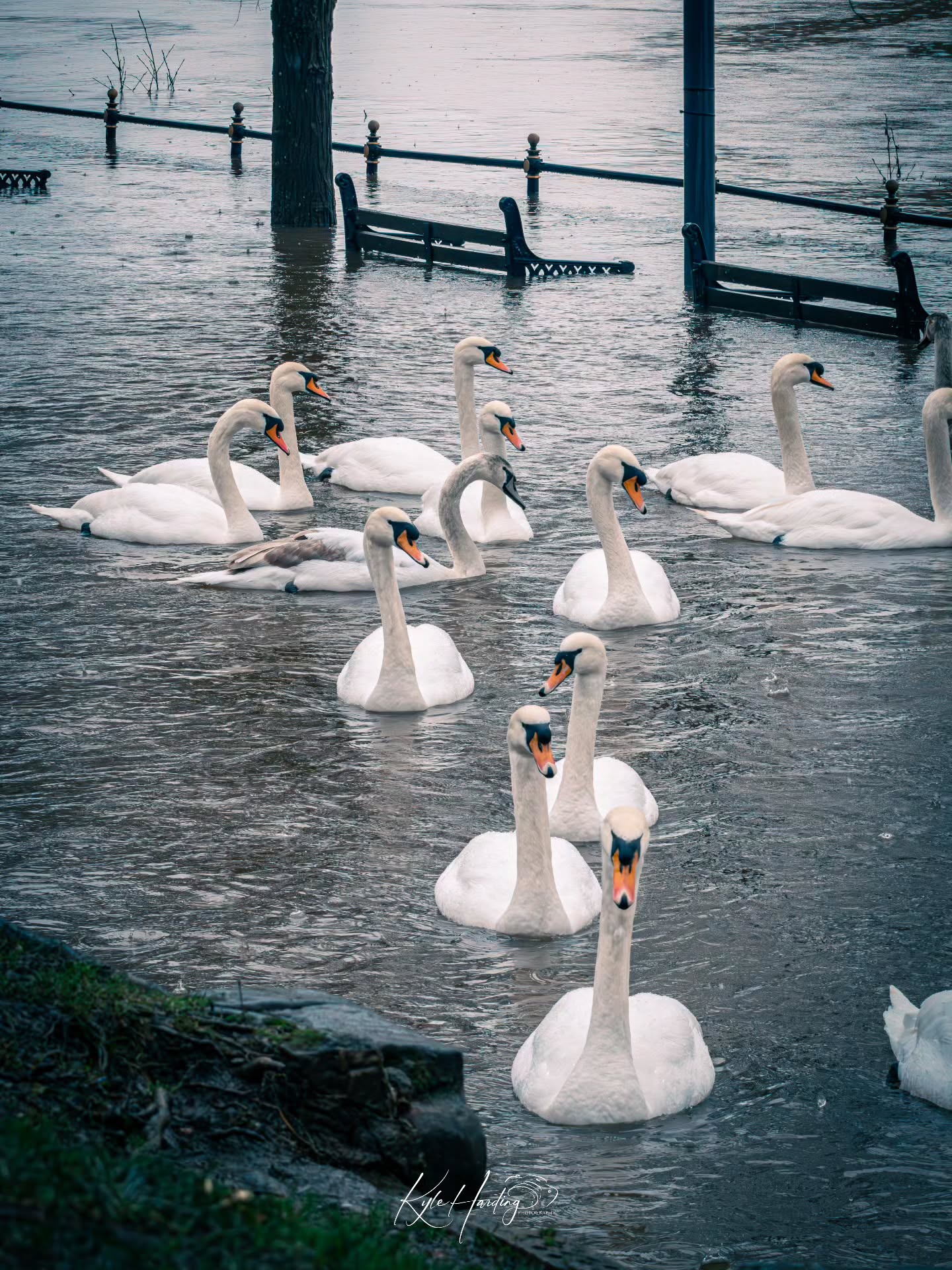Nature finds its path — even when the familiar ones disappear.
The river had risen beyond its banks, swallowing walkways and benches alike. Yet the swans moved through it with quiet certainty, as if nothing had changed.
Sometimes resilience isn’t loud.
It simply adapts.
📍 River Severn, Worcester