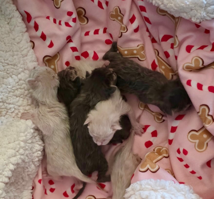 🐾💙 KITTY SEASON IS HERE 💙🐾
Our first litter of the season has arrived…
6 tiny, helpless babies are now safe.
Bottle feedings. Sleepless nights. Warm blankets. So much love.
We’ve updated our Amazon Wish List and could truly use some help as we kick off kitten season 🍼🐾
Every item makes a difference.
Every share helps.
https://www.amazon.com/hz/wishlist/ls/34FBUXPF2BADP?ref_=wl_share
#KittenSeason #OreoHavens #RescueLife #OnePurrAtATime