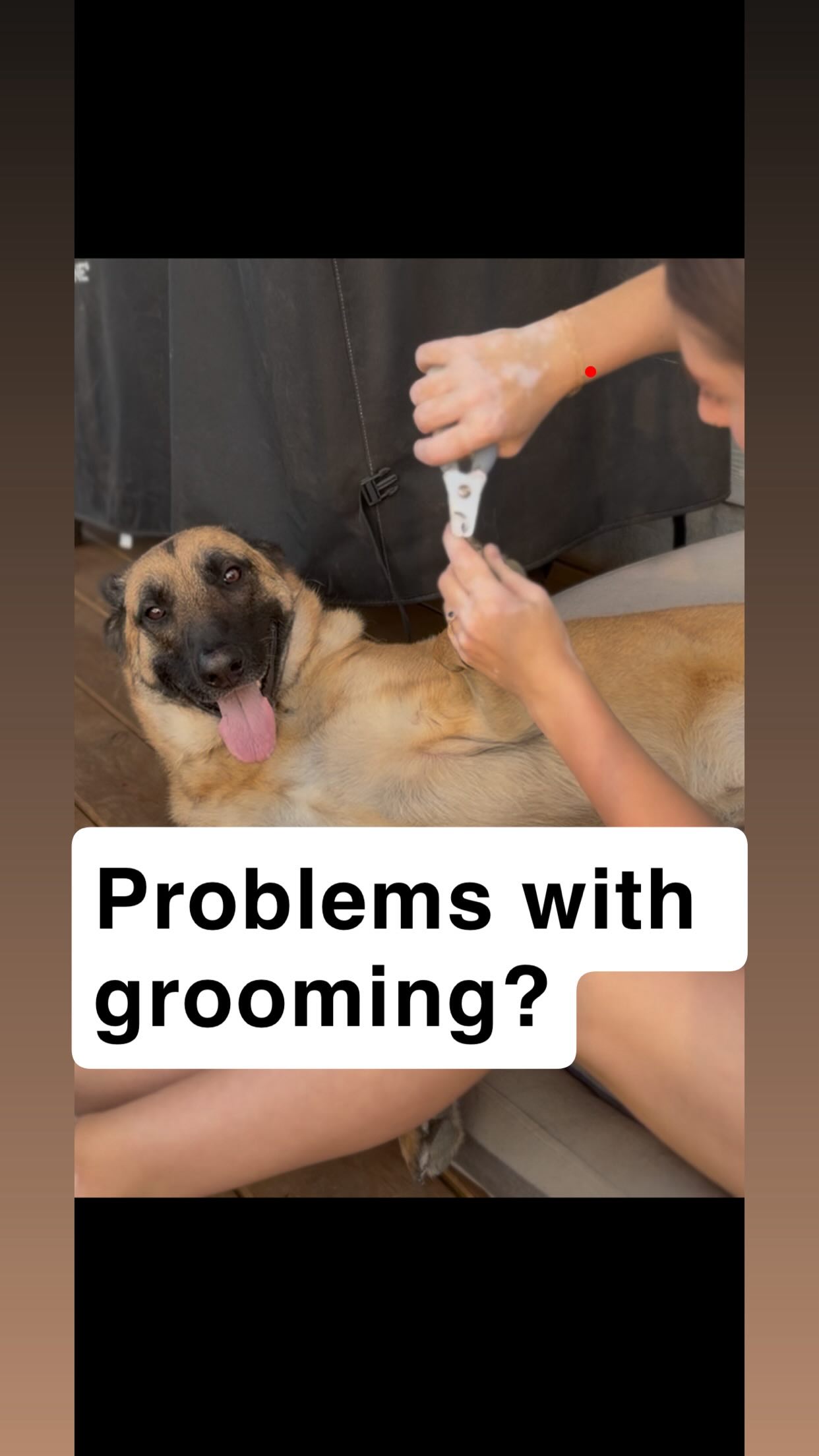 Grooming isn’t just about looks. It’s about trust, handling, and strengthening the bond with your dog. A few simple habits can make grooming easier for the average owner and way less stressful for your dog. 🐾✂️