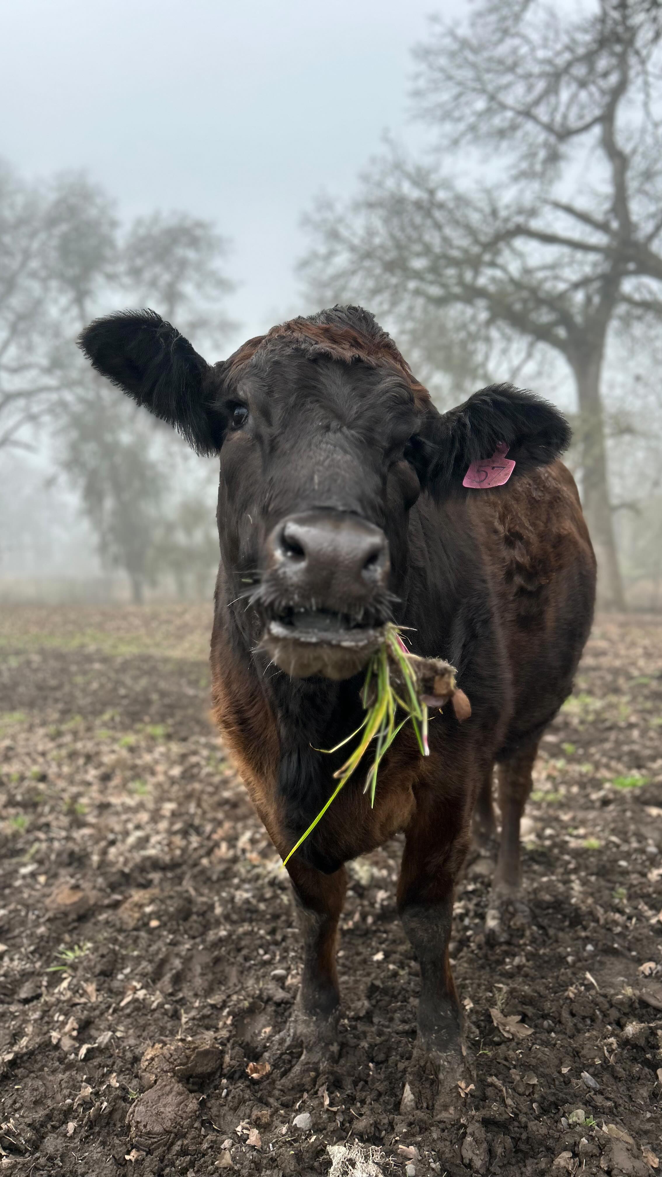 From a curious calf to a gentle, beautiful cow 🤍
Raising your own beef creates a connection you can’t buy at the store — it teaches kids where food comes from, the value of patience, and respect for the role good nutrition plays in an animal’s life.
At Cascade Feed, we’re proud to be a local, family-owned feed brand, supporting families who raise their animals with care, intention, and heart.
#CascadeFeed #RaisedWithCare #PNWAgriculture #FamilyFarming #LocalFeed