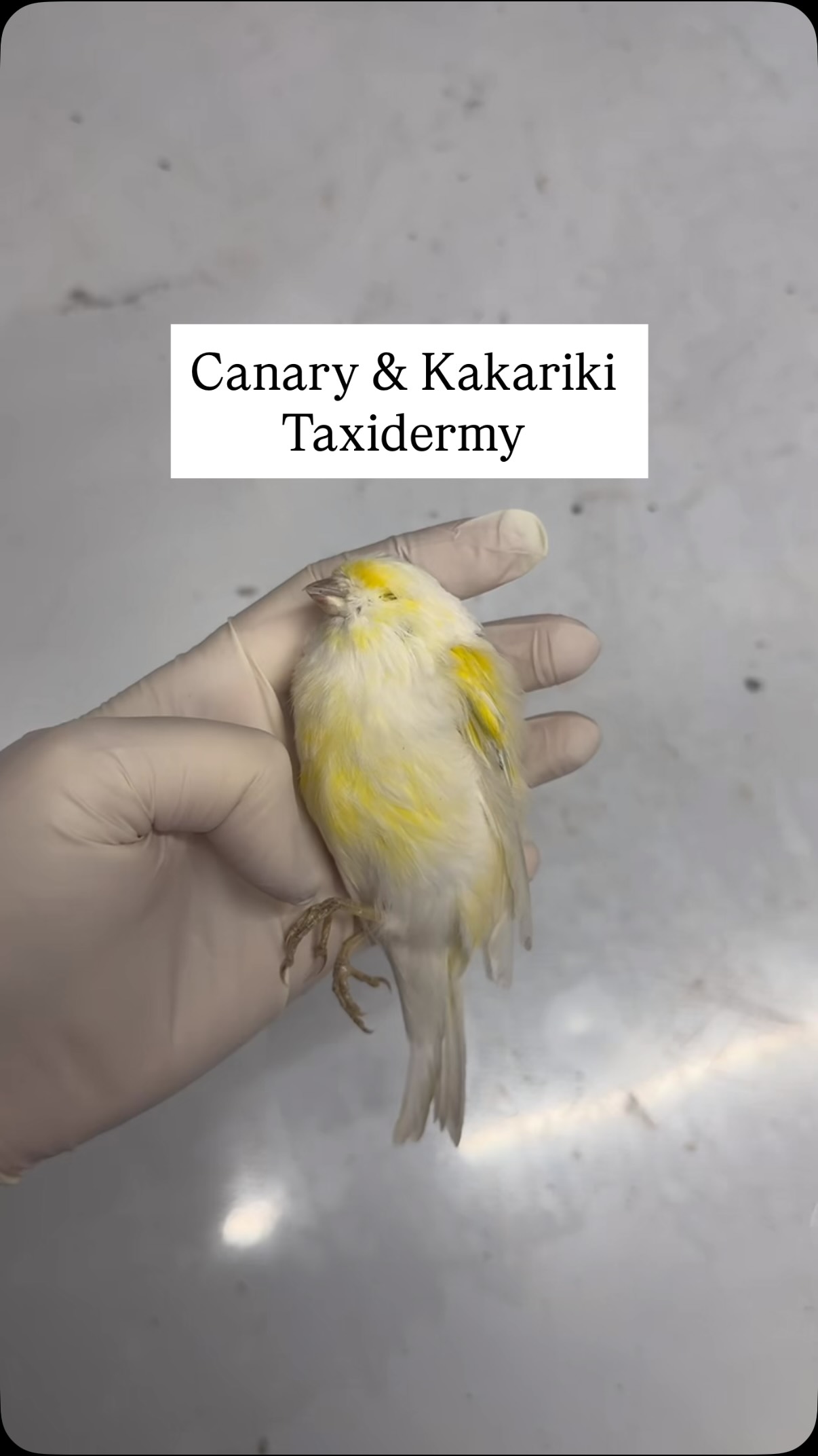 Here’s a little of behind the scenes of me making bespoke branches and preserved 4 beautiful exotic birds. 2 are kakarikis which are the green birds. And the two smaller yellow white ones are canaries. Now forever moralised in a vintage case. This is customer work.
#taxidermy #parrot #canary #naturalhistory