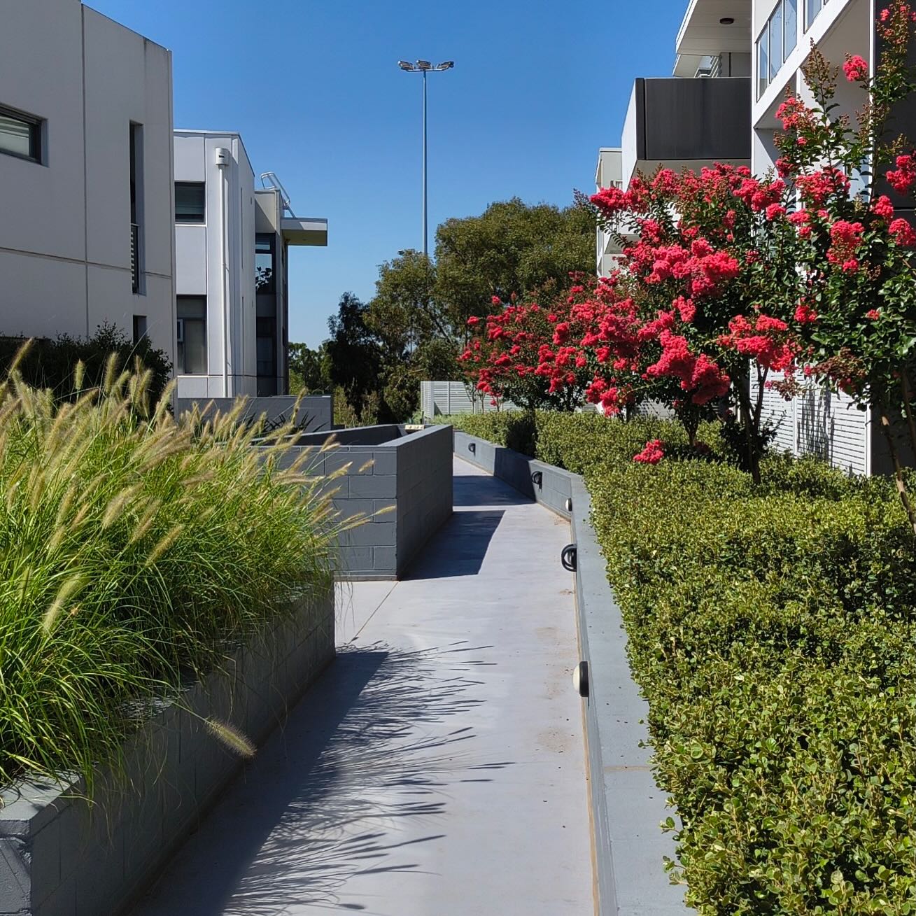 Some fine specimens loving that sunshine š
#brunswick #gardenmaintenance #lagerstromeiaindica #correaalba #pennisetum
