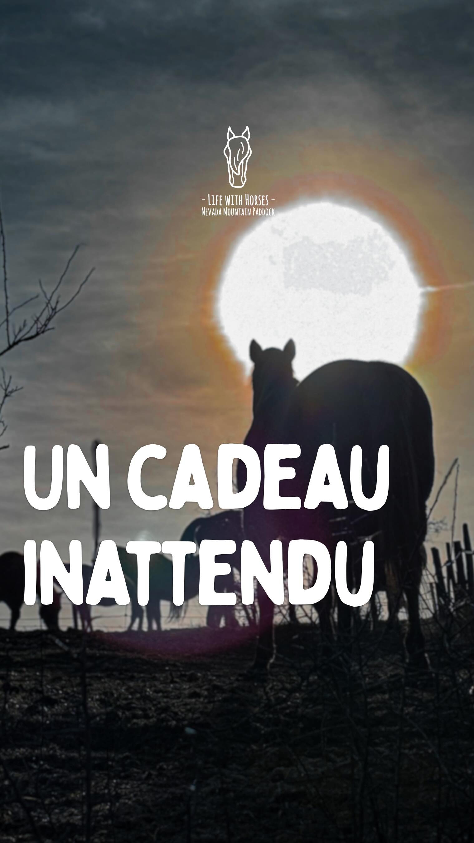 La Nature nous offre des cadeaux incroyables quand on prend le temps de les voir.
Ces images, on les a pris tout à l’heure, au moment de l’intégration d’un cheval dans son nouveau troupeau. Fin d’après midi, le ciel est clair mais un léger voile tamise le soleil, et cela nous donne un spectacle unique, capturé sans intention particulière.
Ces instants, on les vit aussi pendant nos Voyages avec les Chevaux. Alors vient les partager avec nous.
🇬🇧 Nature offers incredible gifts when we take the time to truly see them.
These images were taken just earlier, during the integration of a horse into his new herd. Late afternoon, the sky was clear but softened by a light veil, diffusing the sun and giving us a unique spectacle — captured without any particular intention.
These are the kinds of moments we also live during our Horse Journeys.
So come and share them with us.
🇦🇩 La natura ens ofereix regals increïbles quan prenem el temps de veure’ls de veritat.
Aquestes imatges les hem pres fa una estona, durant la integració d’un cavall al seu nou ramat. A última hora de la tarda, el cel era clar però un lleu vel tamisava el sol, regalant-nos un espectacle únic — capturat sense cap intenció especial.
Aquests instants també els vivim durant els nostres Viatges amb Cavalls.
Vine a compartir-los amb nosaltres.
#cerdanya #horselife #ridewithconnection #horselover #herd