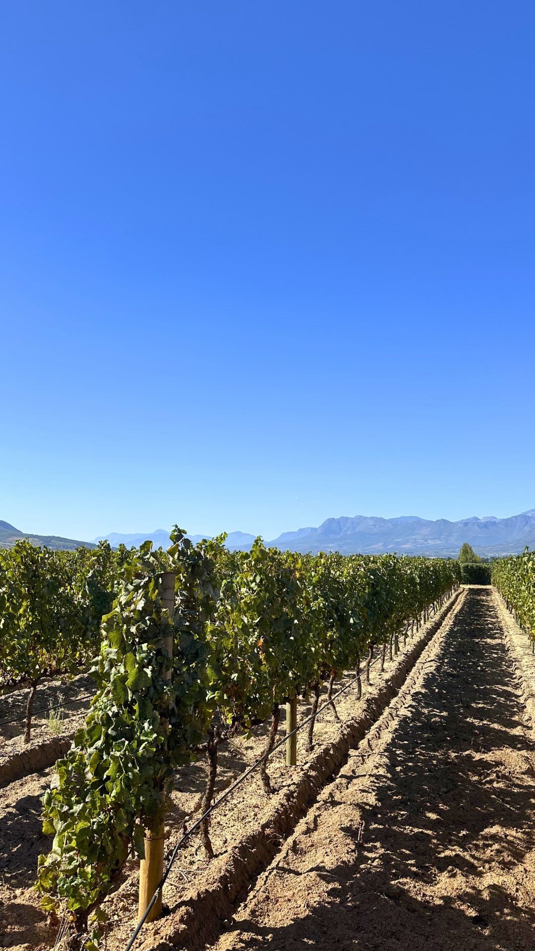 Imagine a vacation that feels completely handled before you even step on the plane.
No late-night research.
No wondering if you picked the wrong area.
No second-guessing hotel reviews the week before departure.
When someone reaches out to me, they don’t need to have everything figured out. They don’t need a destination locked in or a spreadsheet ready.
We start with how they want to feel. Rested. Reconnected. Celebrating something. Escaping routine.
From there, I guide the structure. Location, timing, expectations, the details that make the difference.
The goal isn’t just booking a trip. It’s making sure you actually enjoy it from the moment you decide to go.
If you know you want a trip this year or the next, don’t wait until options are limited. ⛔️
Message me now and let’s secure something that actually fits you.
.
.
#vacation #travel #vacationplanning #travelplanning #tripplanning