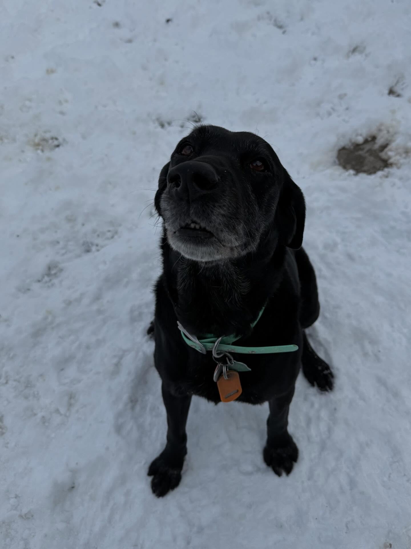 Happy dogs!🐾❄️