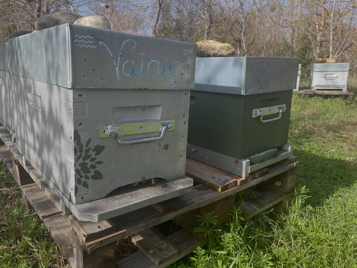 Mes ruches ont des prénoms 🐝✨
Je sais que beaucoup d’apiculteurs fonctionnent avec des numéros.
C’est clair, structuré, efficace.
Mais moi… j’ai choisi les prénoms 💛
Déjà parce que je trouve ça plus sympa.
Et puis, soyons honnêtes… j’ai toujours eu un peu de mal avec les chiffres 😅
Quand j’écris dans mon carnet :
“Vaïana démarre fort.”
“Maya est à surveiller.”
“Megara est plus douce cette année.”
Ça me parle immédiatement. Je visualise la ruche, son emplacement, son énergie, son histoire.
Toutes n’ont pas un prénom mais sur le rucher ça me donne un repère simple et vivant, en plus de tout ce que je note soigneusement sur le toit de chaque ruche.
Un peu d’organisation…
et beaucoup de cœur 💛
#productrice #rucher #occitanie #abeilles #prenoms