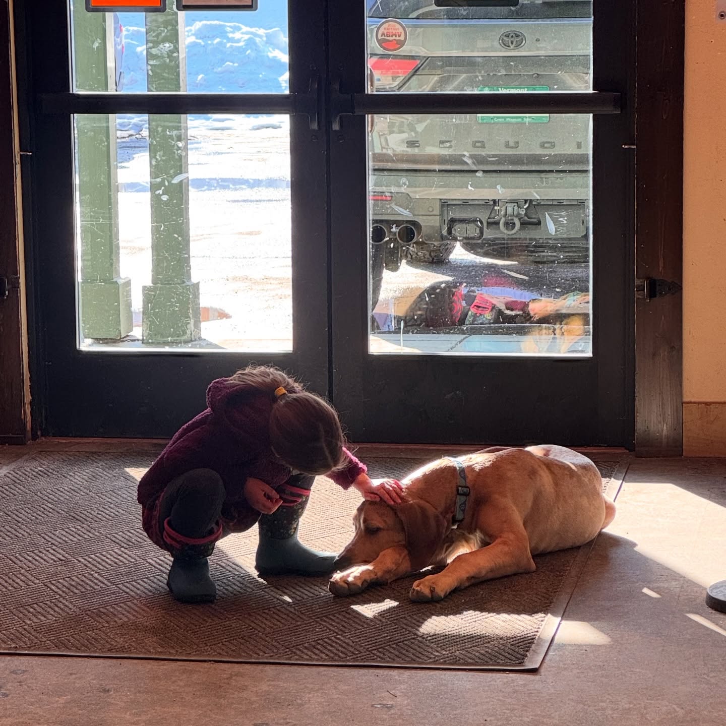 I’d say Sebastian is growing into his shop dog roll rather well 🥹😍 #tygartmountainsports #okemo #vermont #shopdog #greatdane