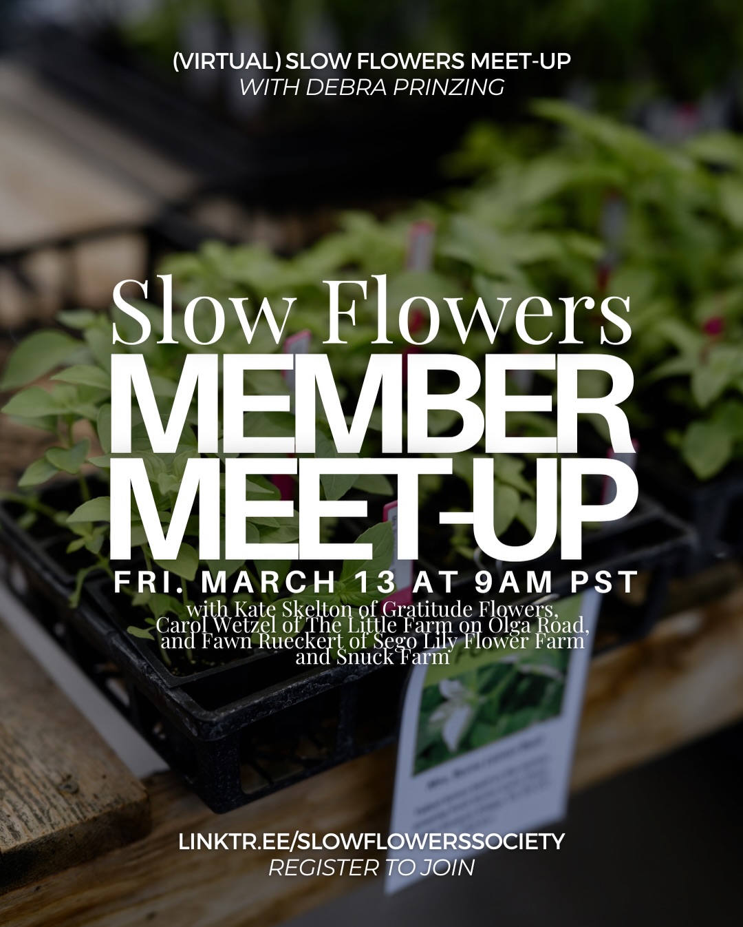 It’s that SEASON for plant sales and encouraging your customers to grow cutting gardens!🌷🌻🌹🪻
Learn from three Slow Flowers members, who will join us to talk about the market potential of growing and selling cut flower seedlings! As a follow-up to our November 2025 feature article in @johnnys_seeds JSS Advantage Newsletter, we will chat with three of the flower farmers who contributed to that story —
Join us Friday, March 13th at 9:00 am PST as we welcome Kate Skelton of @gratitudeflowersjoy, Carol Wetzel of @littlefarmorcas, and Fawn Rueckert of @segolilyflowerfarm and @snuckfarm for our Slow Flowers Society Member Meet-Up!
We are talking the topic “Growing Flower Seedlings for Profit” — don’t miss out!
We hope to see you there! Register now at the link in our bio — or drop a “🌱” in the comments and we will dm you the link!
#slowflowerssociety #slowflowers #slowflowersmovement #sustainablefloristry #sustainabilty