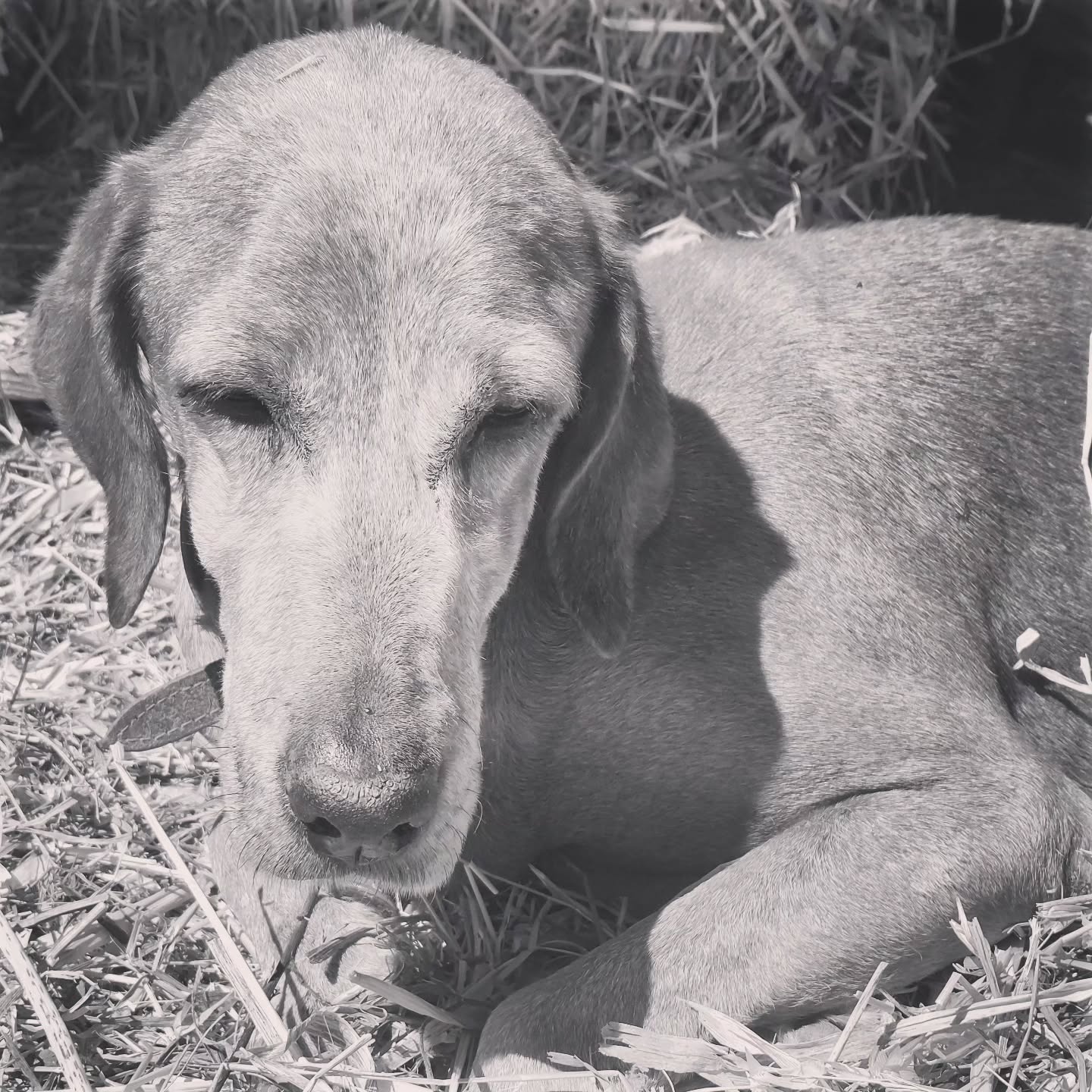 This morning we had to say goodbye to our beloved Alma forever. 🤍🐾
Alma didn’t have an easy life before she came to us – and the consequences were clearly visible. She was, and hopefully will always be, the only dog we have ever known who never wagged her tail. It was as if she wanted to hide from the world, as though she had never learned that safety and comfort could exist.
With us, she found a quiet, cozy place to rest. A home where she was simply allowed to be. Her food bowl was always full, her water always fresh. And even though she was never the typical, exuberant dog, she showed her gratitude in her own gentle way – through small changes in her behavior, through closeness, through trust.
Last night, her time had come.
15 years on this earth – and we hope with all our hearts that she is finally free and happy now.
Run free, dear Alma.🌈 You were special. Forever in our hearts. 🤍🐾