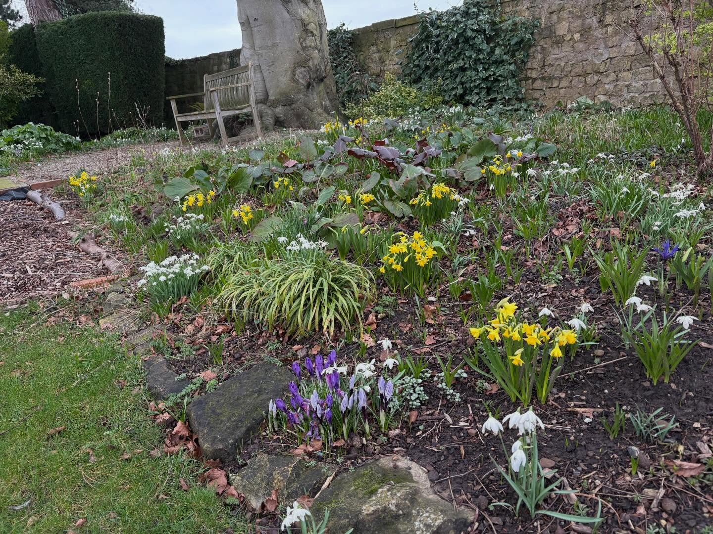 Spring has sprung with an avenue of snowdrops, iris, eranthis, crocus, hellebores and narcissus. So cheering after all the rain. Equally cheerful was I upon receiving my newly serviced secateurs which I send off to @felco_official every few years. #springhassprung #galanthusnivalis