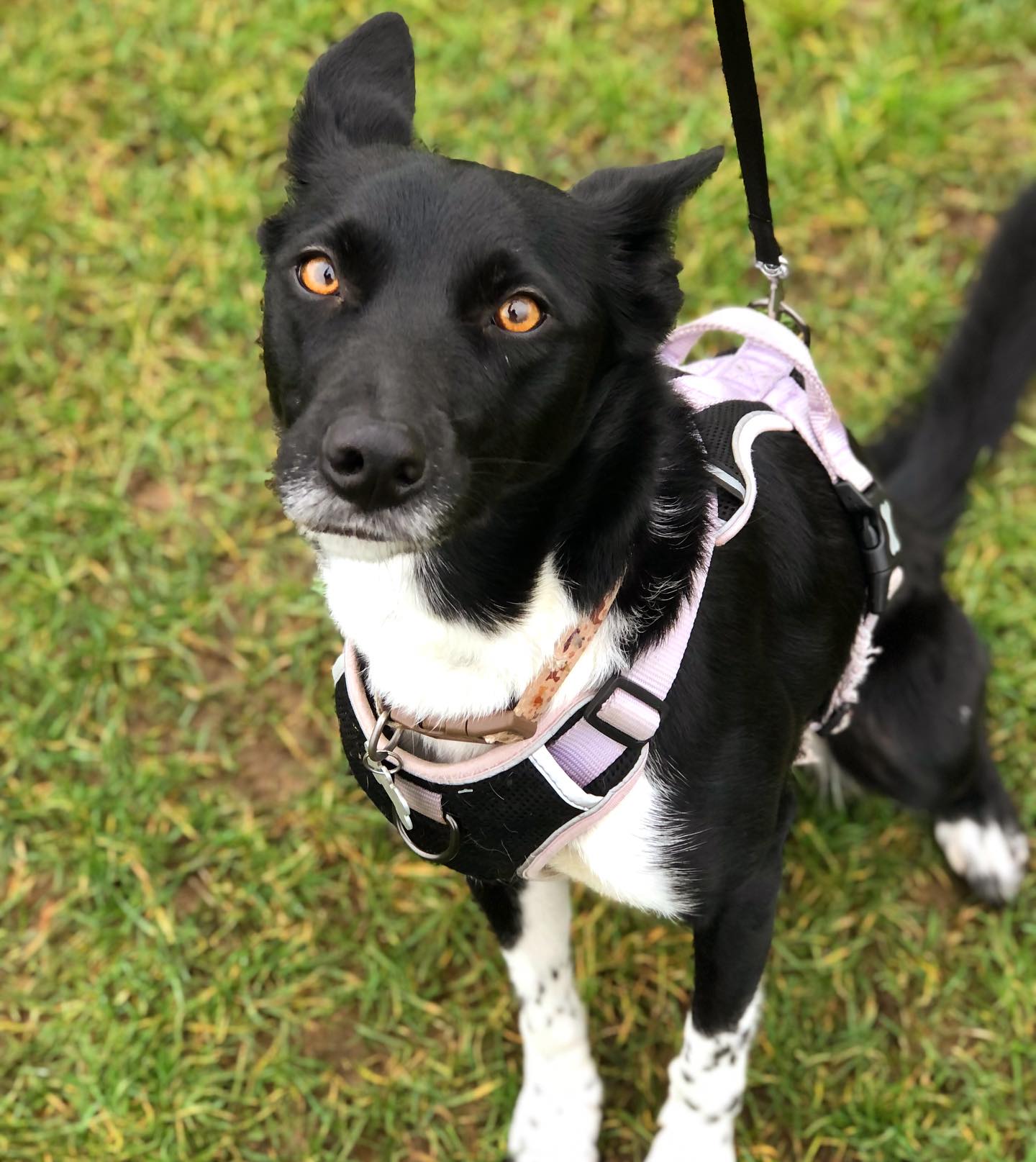 Gorgeous Tess, one of my newer clients and such a sweet girl✨ Those eyes!😻❣️
#kelpiexbordercollie #dogsofinstagram #dogwalkersofinstagram