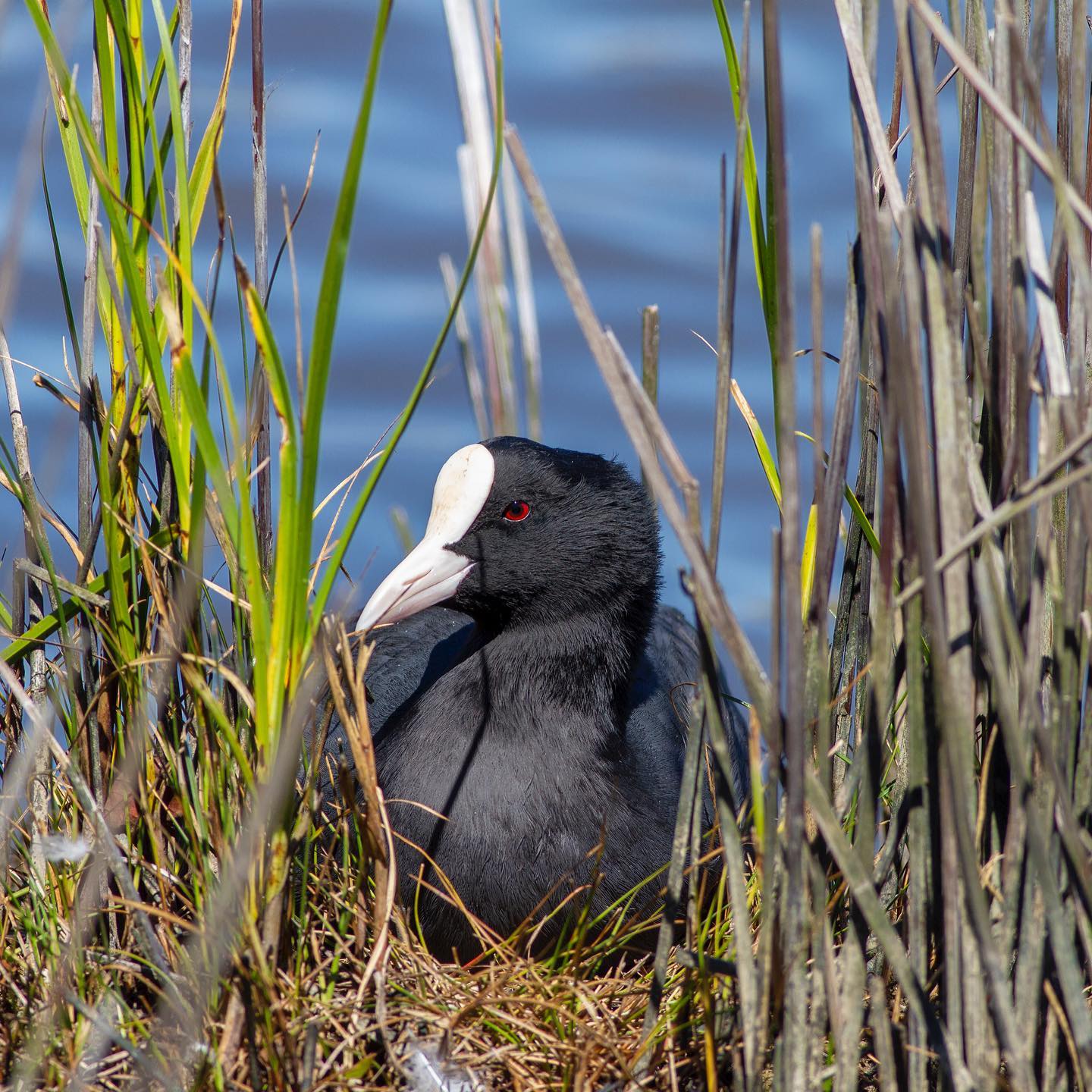 Today’s offering is this nest sitting Coot. Taken last year at @rspb_love_nature Lodmoor. The grasses made for a nice frame 🥰 #bird #birding photo #photographer #wildlifephotography #nature #naturephotography