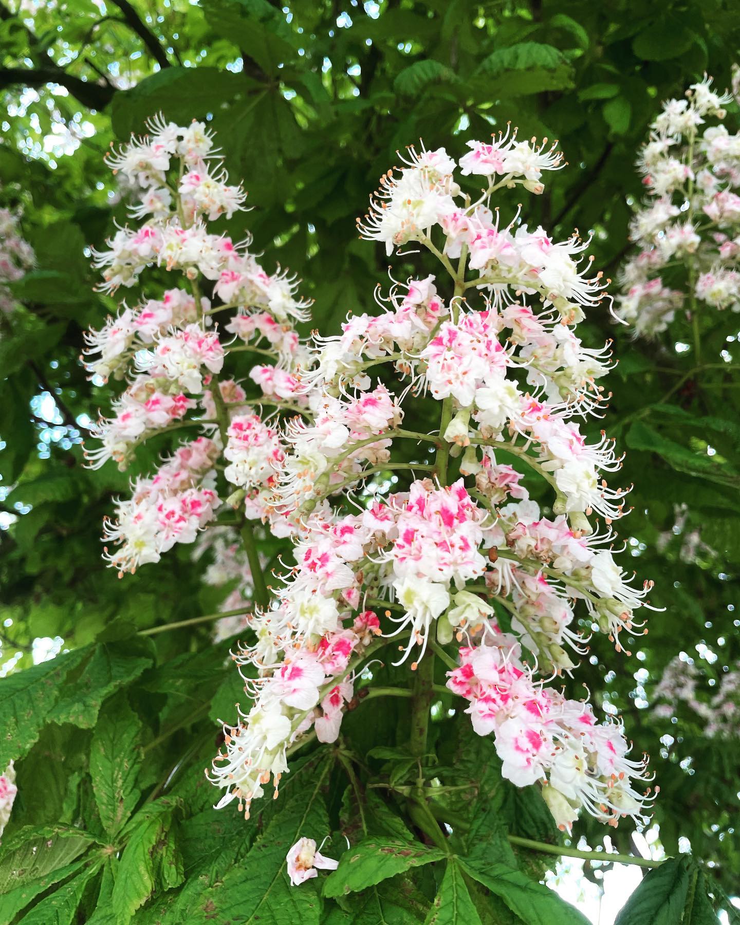Horse Chestnut (Aesculus hippocastanum) colours this spring 🌰