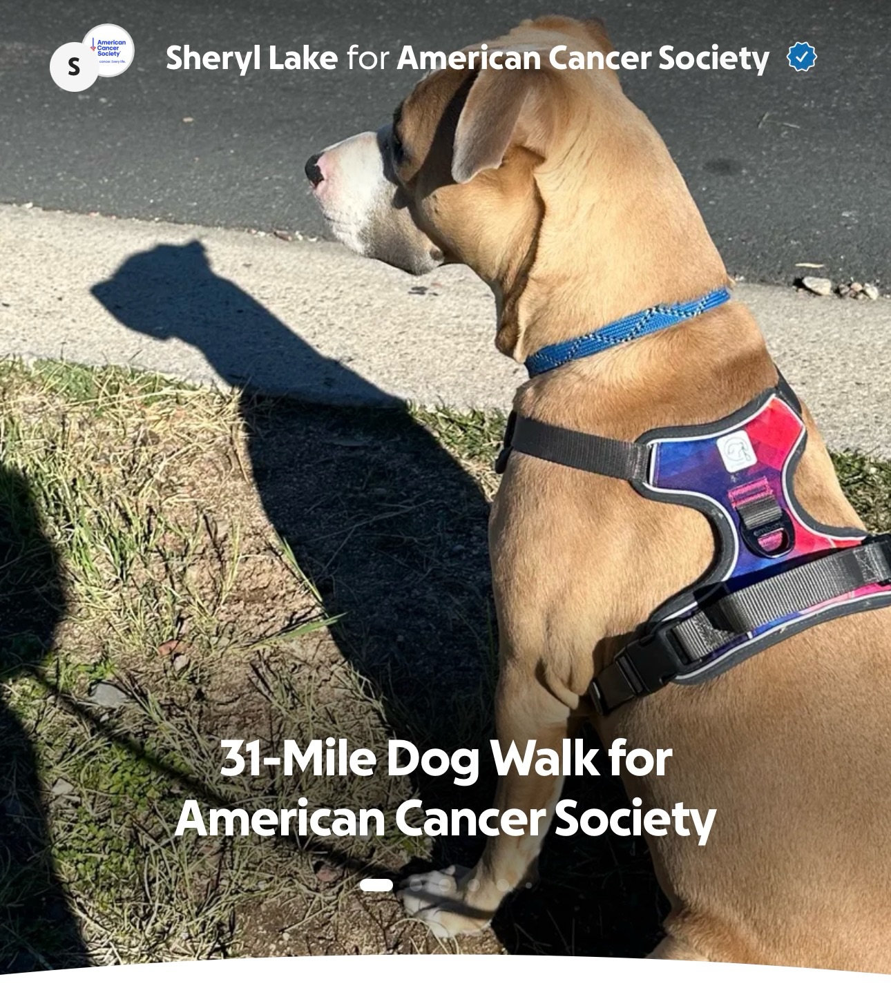 Allrighty! Hello March! Let’s see if we can shift our focus on the things we can control! 😅
I started walking in October. Just simple short walks in the beginning. Our new family member, Orion, was still getting used to even being out and about. So we both began slowly- but consistently.
Today, Orion and I have been waking daily now since then. He is about a year old now and not only has he grown but he has learned so much. We walk, on average, 3 miles a day right now but we are going to push it more this month.
He is pretty good for the most part- and we get to walk a couple of times a week with my husband, Chris, and our other fur child- Atheilia.
Atheilia is older and has always been deaf so we have been getting them together gradually. They are all doing great and love their walks together!
This month we walk to support our friends and family who have had their lives touched by cancer. If you would like to donate there is a link in my bio! 💜🥰
.
.
#walkforacure #dogwalk #raiseawareness #cancerwalk #tucson