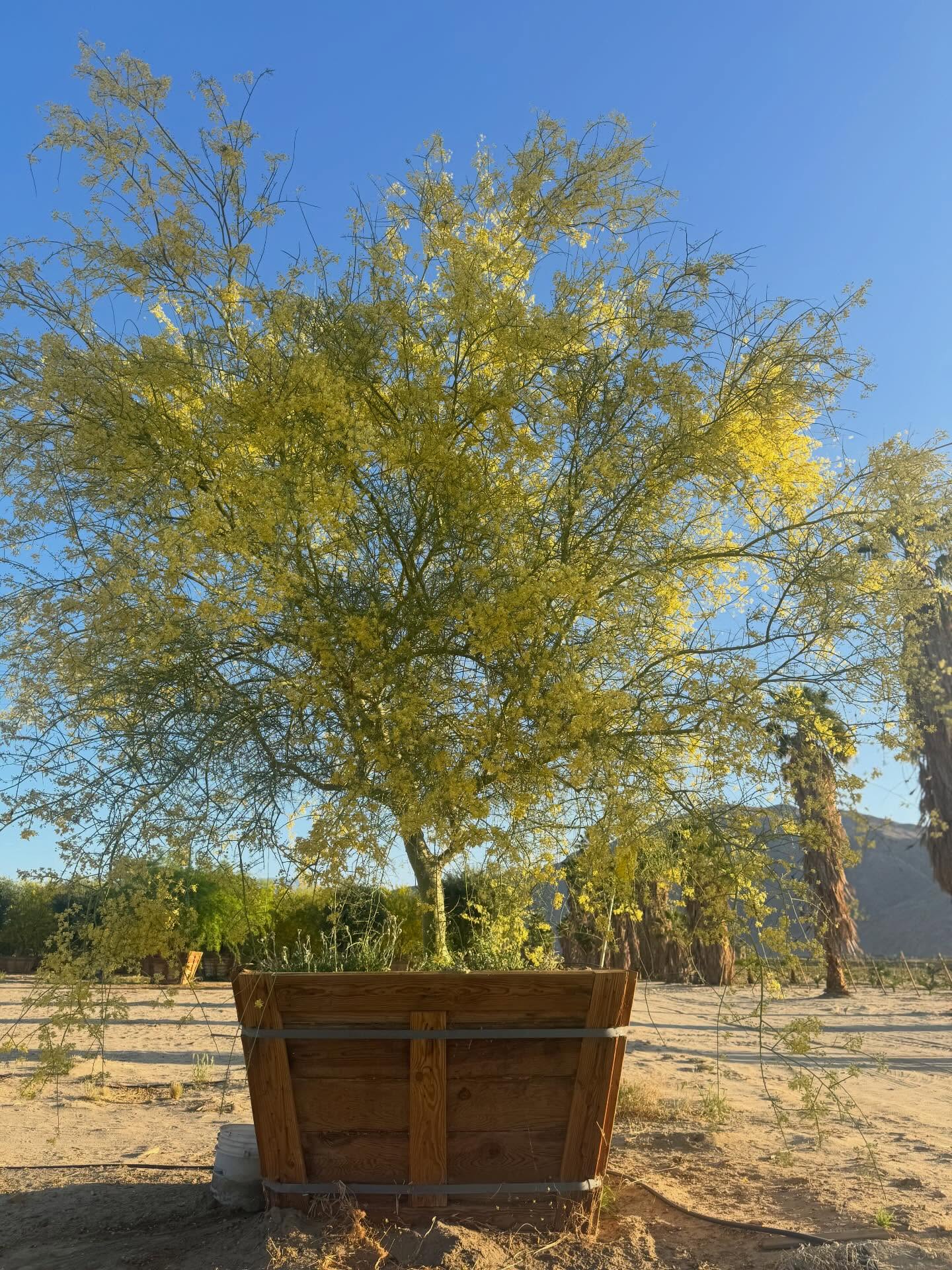 Cercidium microphyllum — 60” of Small-Leaf Swagger
They say big things come in small packages.
Cercidium microphyllum never argued.
Micro leaves.
Macro intention.
Those tiny leaflets?
Not timid — tactical.
Reduced surface area. Refined transpiration.
Photosynthetic precision engineering.
Because size does matter —
just not in the way you think.
In the desert, spectacle is seasonal.
Structure is forever.
This palo verde doesn’t arrive loud.
It arrives disciplined.
Measured.
Metabolically masterful.
It edits light instead of blocking it.
It builds form before flexing bloom.
Small canopy today.
Expansive architecture tomorrow.
Call it a grower.
Green bark gleaming.
Branching balanced.
Silhouette sharpening with every season.
60” in the box and already practicing proportion.
Minimal leaf.
Maximum maturity.
Refinement > excess.
Restraint > showmanship.
Rooted in restraint.
Grown with gravitas.
Supplied for those who understand the long game.
#CercidiumMicrophyllum #PaloVerde #DesertTrees #RoadrunnerTreeFarm #CasaDelZorroNursery