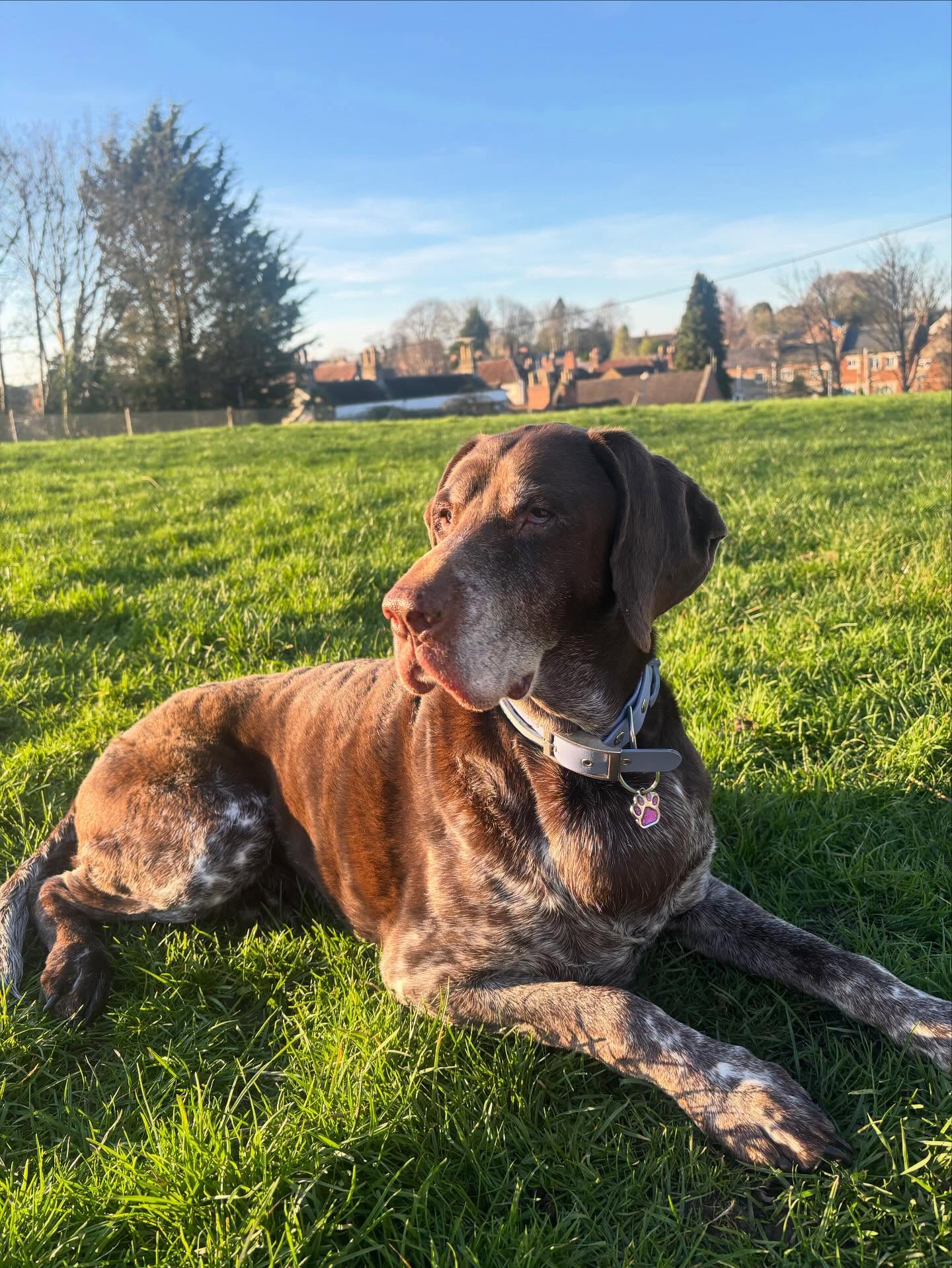 Happy 11th birthday to the boss of the business Dido 🐾❤️ shes been micro managing us since she was 8 weeks old 😂 she’s the one the customers would rather see and I don’t blame them 🥰🎉🥳