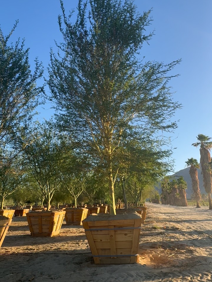 Girdling Roots: The Quiet Saboteur
Not all problems show up above ground.
Sometimes the trouble is circular.
Girdling roots occur when a tree’s roots grow around the trunk or around other roots instead of radiating outward. Over time, they constrict vascular flow — compressing the very system that moves water and carbohydrates.
In simple terms:
The tree slowly strangles itself.
What to Look For:
• Roots circling the base of the trunk
• A trunk that narrows at soil level (a “wasp waist”)
• Surface roots pressing against bark
• Reduced vigor despite adequate water
• Premature leaf drop or canopy thinning
The detriment isn’t immediate.
It’s cumulative.
Restricted nutrient transport.
Reduced stability.
Eventual decline.
Trees are meant to flare at the base —
a visible root crown, widening before entering the soil.
That flare is not aesthetic.
It’s anatomical truth.
How We Avoid It
Root systems should radiate — not revolve.
At the nursery level, that means:
• Monitoring root direction early
• Correcting circling at pot-up stages
• Avoiding long-term confinement in undersized containers
• Ensuring proper planting depth
• Inspecting root balls prior to boxing
Strong structure begins underground.
Because if roots circle, futures shrink.
We don’t grow trees to survive —
we grow them to endure.
Rooted in structure.
Grown with intention.
Supplied for longevity.
#TreeHealth #GirdlingRoots #RootFlare #RoadrunnerTreeFarm #CasaDelZorroNursery