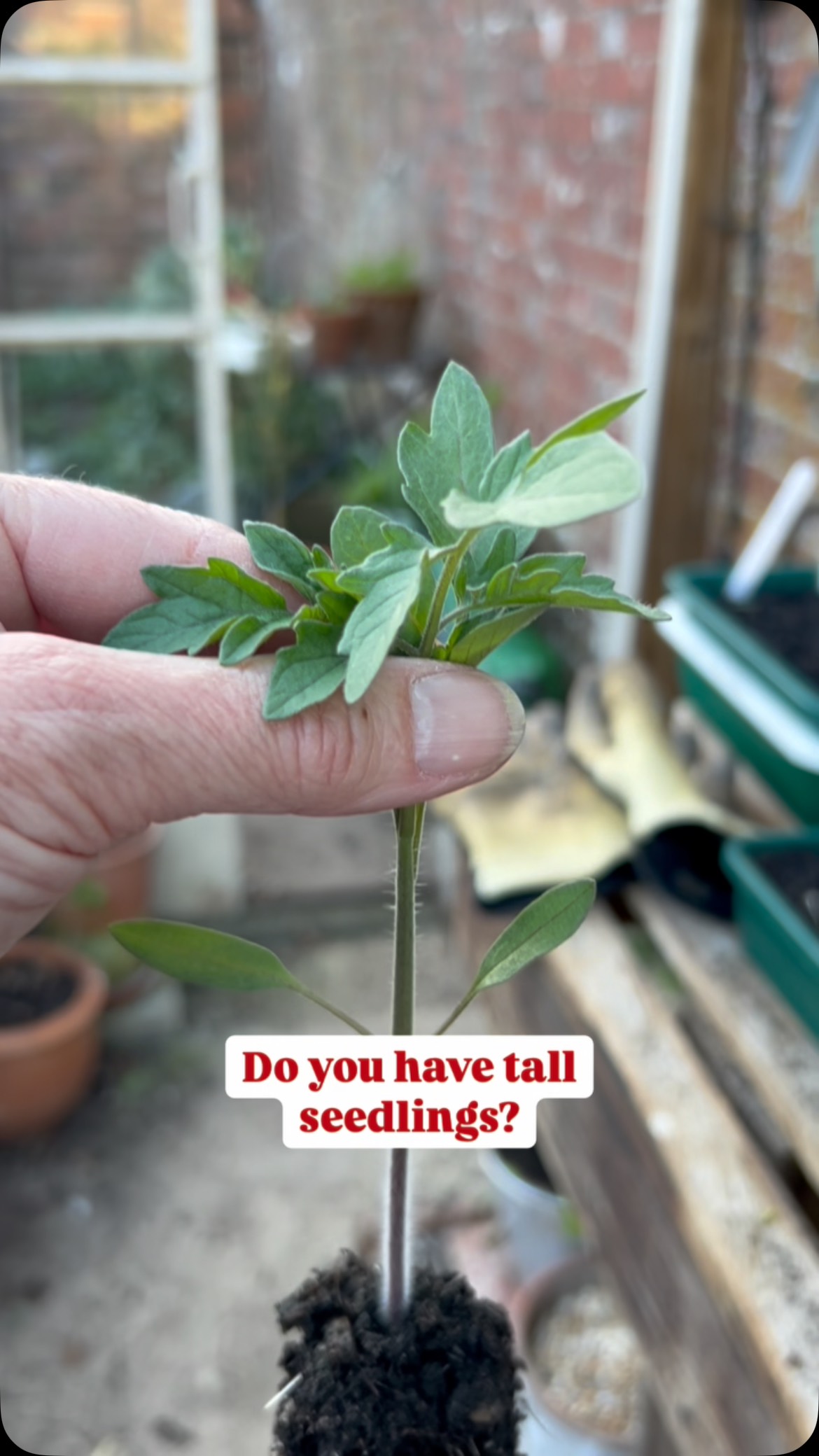 This is a great tip for tomato seedlings. As we sow them quite early in the year they tend to grow too tall looking for the light. Planting the stem deep into the compost when transplanting encourages more roots to grow from stem buried in the compost. This is a simple hack to solve the issue. #Tomato #tomatotuesday #gardenhack #grow