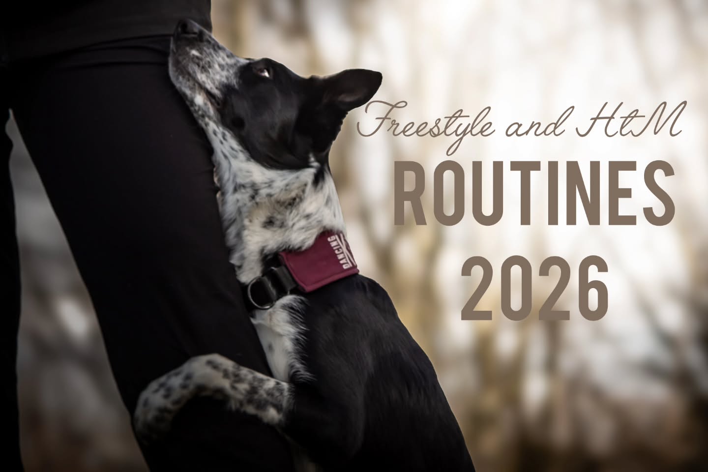 New plan 🖤
Just the past two days I've been thinking a lot. 2026 did not start the way I imagined. I've felt how everything can just turn upside down from one second to another. Everything I believed and trusted, just gone.
But I can either feel sorry for myself or do something to help myself get back up. And as I've said in a previous post, I'm a type of person that heals through creating routines and dancing with my dogs. It's pure therapy for me. I get to be creative, express my emotions and do it together with the one's I love the most - my boys 🖤
So, I plan to compete 6 routines this year. My plan with this is to just let go of any pressure I might have felt earlier and just enjoy competing with my dogs, because that's what I love most. No pressure of doing it because "I need to include this or that to get these scores". Just me and my boys, having fun and sharing something we've created 🖤
The routines 2026 are all therapeutic in their own way. And I'm going to keep the meaning behind them to myself for many reasons 🖤
Spud
Freestyle: "A jar of hearts" - but not the original. It will be a cinematic and powerful version. I love it so much!!
Pumbaa
Heelwork to music: "The best days are yet to come" by Jay Putty.
Nacho
Heelwork to music: "My promised land" by Josiah Queen. We'll develop our routine from last year!
Freestyle: "Rescue" by Lauren Daigle. It's time for my boy to try some freestyle again!!
Navy
Freestyle: "Toxic" by 2wei and a little edit by me in the end!
Heelwork to music: "Numb" but not the original by Linkin park, I found a cinematic version and it's very good! Navy is still so strong and I've been trying a bit of htm with him the last few months and he's enjoyed it a lot! So we'll compete a few times this year if his body continues to be just as strong 🖤
The process you can follow in my Training Diary, next post this week will be about this and I will share my thoughts going forward with it!
I hope 2026 will be much kinder going forward so we can have fun with this 🖤