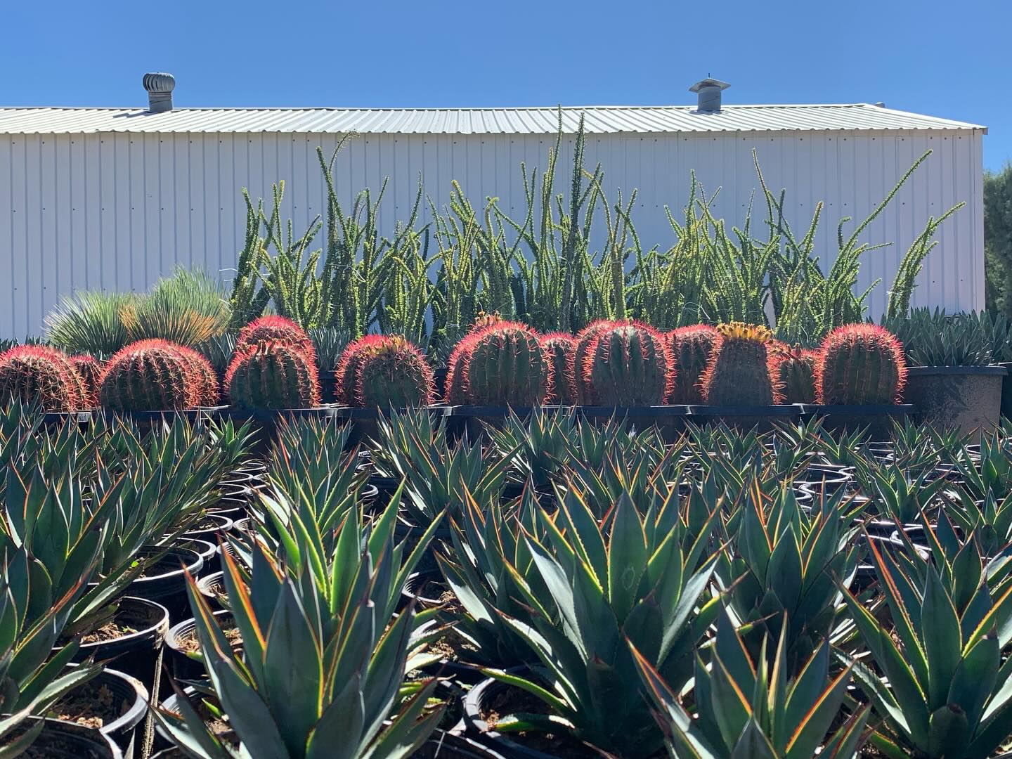 Prickly, Precise, and Properly Armed
Container cacti convoy —
spines staged, silhouettes sharpened.
Fire Barrel Cactus (Ferocactus cylindraceus)
Agave ‘Blue Glow’
Agave kichiokan
Queen Victoria Agave (Agave victoriae-reginae)
Ocotillo (Fouquieria splendens)
A roll call of arid aristocracy.
Not tender. Tactical.
Spines aren’t attitude —
they’re adaptation.
Surface area reduced.
Cuticles thickened.
Transpiration tempered.
Prickly isn’t personality.
It’s physiology.
Darwin, but make it desert.
Admire freely.
Handle rarely.
Loaded. Leaving.
Headed toward a landscape that prefers resilience over romance.
Rooted in resilience.
Grown with grit.
Supplied with spine.
#DesertPlants #AgaveLife #CactusCollection #RoadrunnerTreeFarm #CasaDelZorroNursery