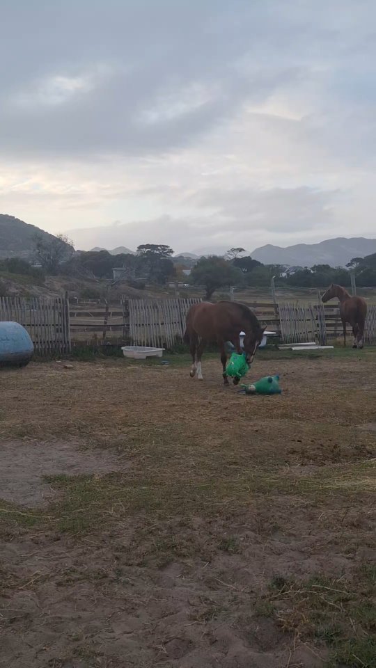 Happy Monday ❤️
The haven is under alot of stress at the moment but when we can start our mornings like this it makes the days so much better.
We are also sure that everyone who drives past and sees all the playing and happy horses it probably makes your day too
We hope everyone has a wonderful week 😊
#tomrohaven #playtime #horserescue #ʜᴀᴘᴘʏᴍᴏɴᴅᴀʏ
