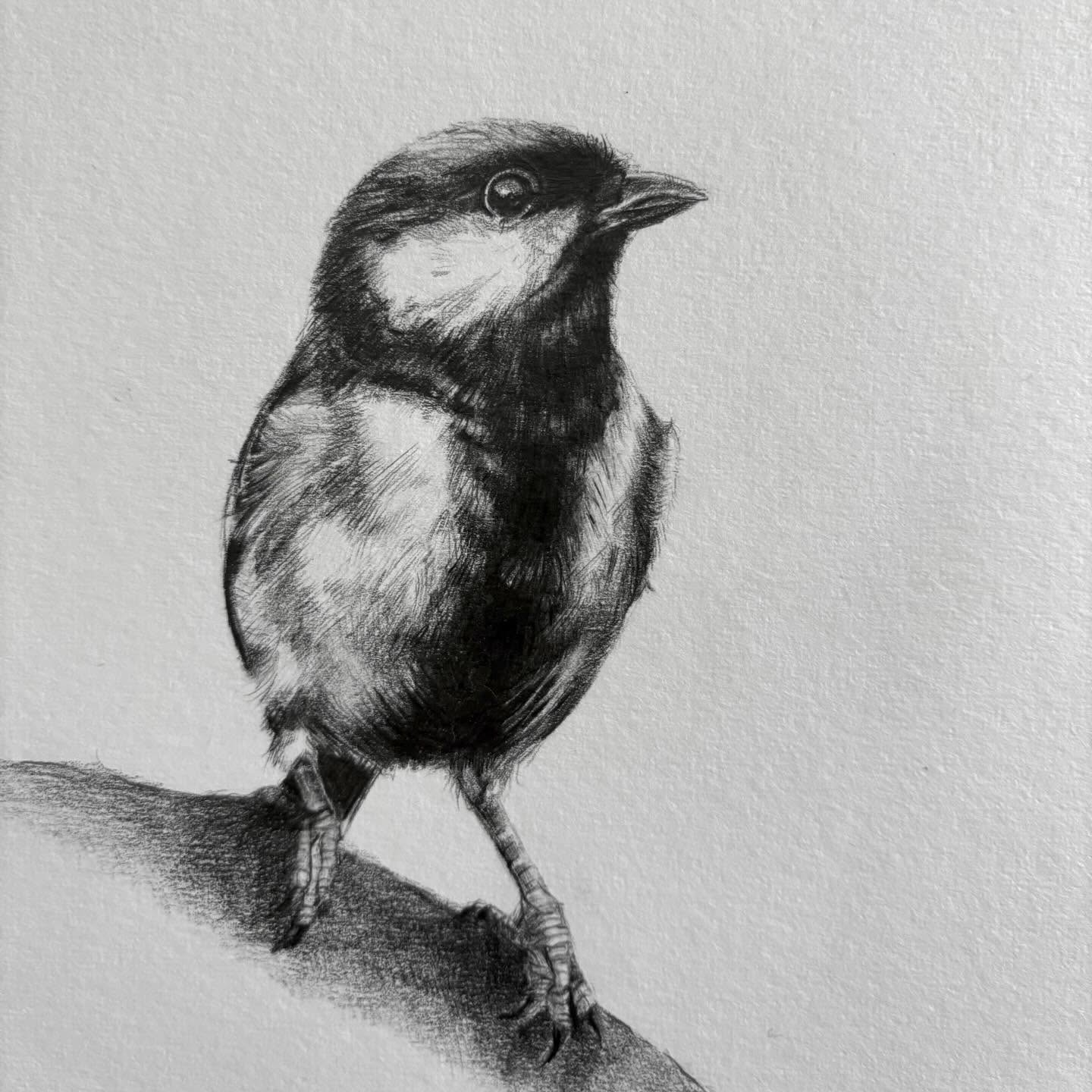 „Stille Post — Kohlmeise“
#stillepost #kohlmeise #bleistiftzeichnung✏