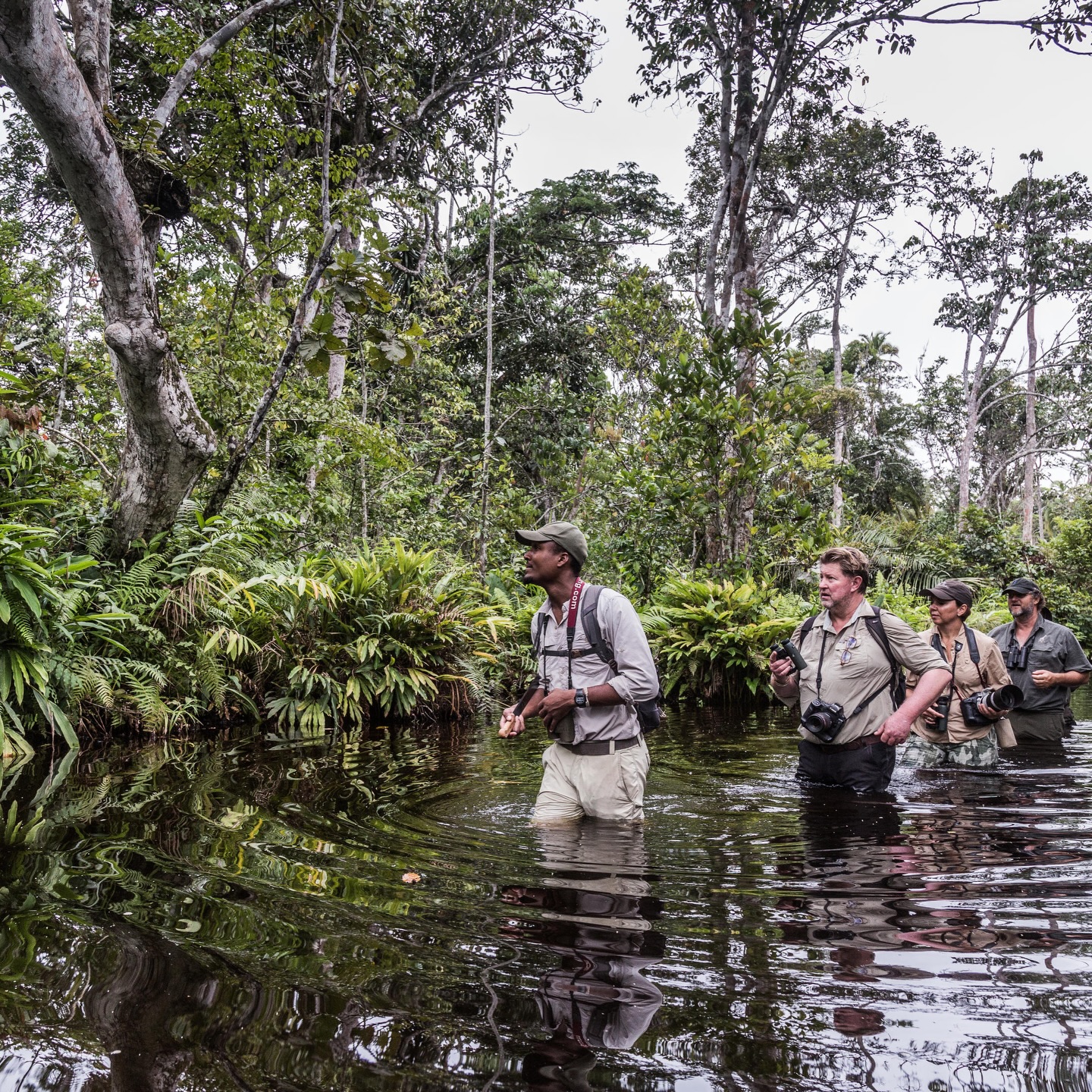 Republic of Congo: Hidden deep within the rainforest of Odzala-Kokoua National Park lies one of Africa‘s most off the beaten track, immersive safari experiences.
And starting tomorrow, Jomi & Hadley will be exploring this epic area (the second largest rainforest in the world behind the Amazon) with T&T guests. Highlights include trekking to see western lowland gorillas, walking through the forest to bais (mineral rich clearings), kayaking and walking through the rivers and waterways in search of an incredible diversity of wildlife.
Is the Republic of Congo (not to be confused with the DRC) on your bucket list?
#trunksandtracks #offthebeatentrack #CongoSafari #ConservationTravel #BespokeTravel