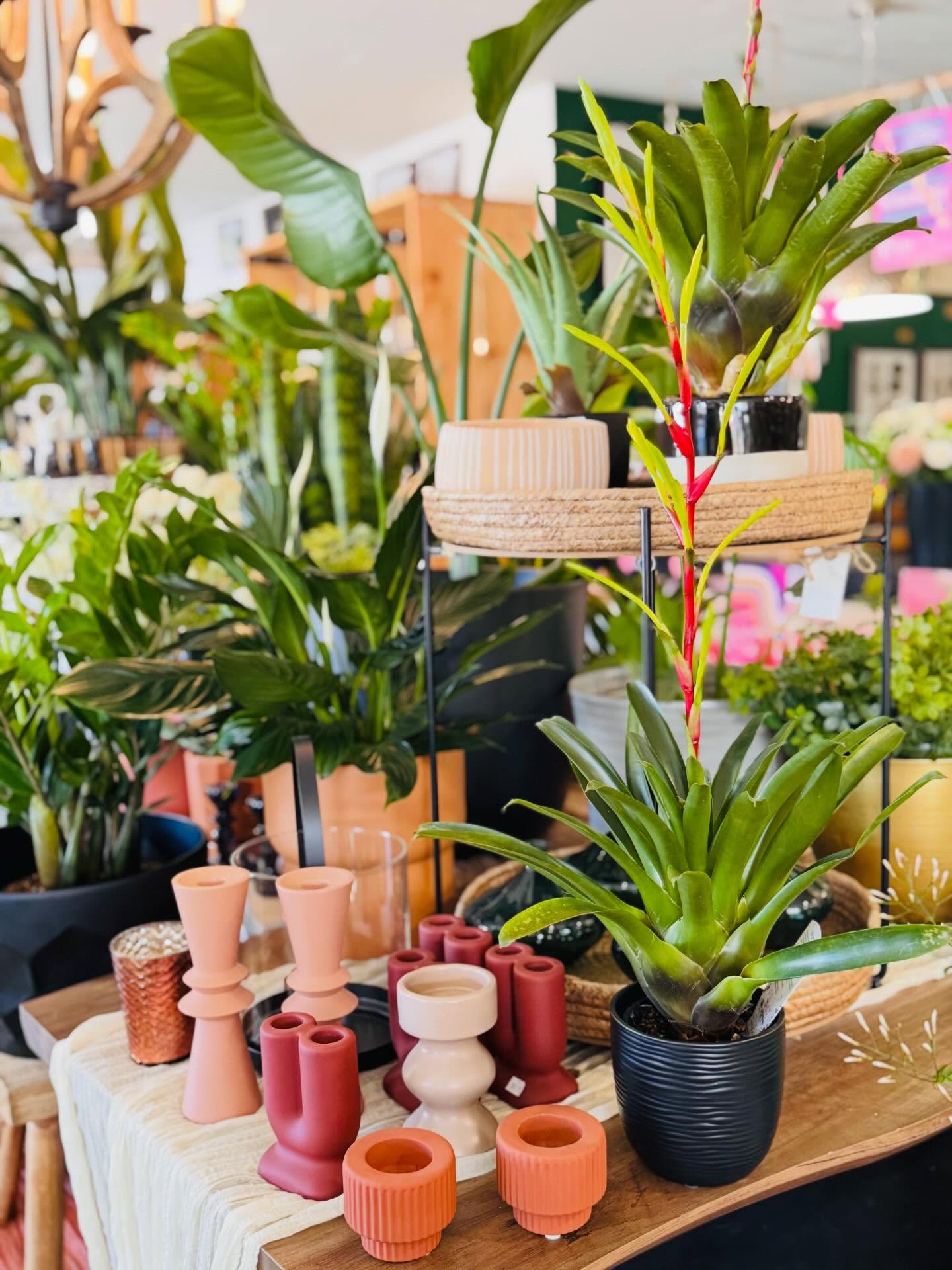 Lush tropicals in all shapes and sizes are here! 🌿
This mild weather makes it the perfect time to come and add some green to your space. 💚