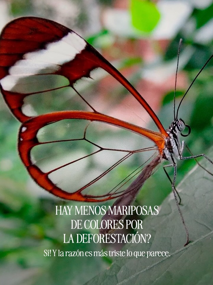 🦋 La deforestación y el cambio climático están reduciendo la población de mariposas en el mundo.
En el Día Mundial de la Vida Silvestre, recordamos que proteger los bosques es proteger la biodiversidad. 🌎