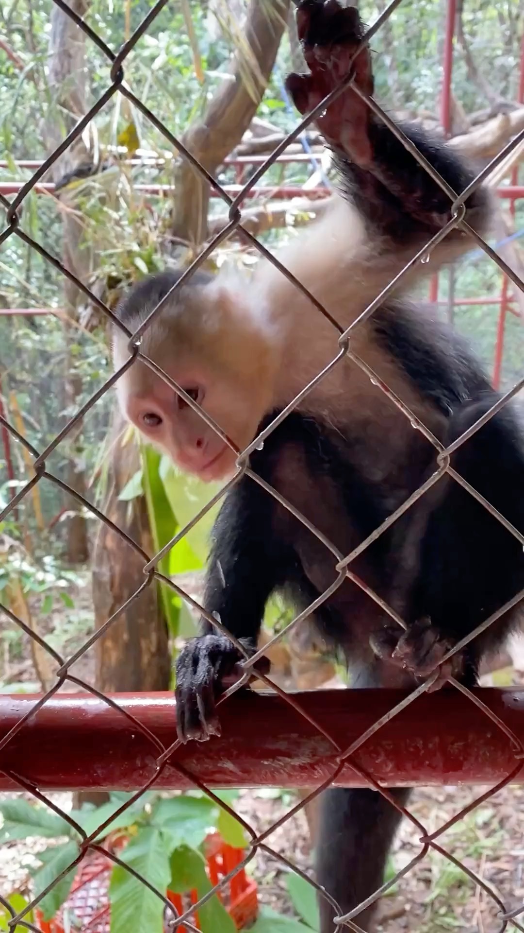 Monkey Monday Update: Kunochi continues to thrive in his new world at Melikki's and without his troop to groom him he takes frequent lime, onion, and garlic baths.
Capuchin monkeys can be commonly seen rubbing all sorts of pungent substances on their fur that they use as natural astringents, scent marking, and social cues. Grooming is an important social behavior that is typically done by the females. So, without that social structure in place, we provide him with plenty of smelly stuff to smother his luscious locks.
He is working hard though so one day he will be released to find some sweet females to tame his fur but in the meantime, he smells citrusly fresh.
Melikki's is a fully licensed rescue and rehabilitation center that works under direct supervision of Primate specialists and Veterinarians.
Primates are wild animals NOT pets.
https://www.melikkis.org (link in bio)
#Morrillo #AdventureTraveler @kthg.mv #AdventurePanama #PanamaCulture #PanamaLife #PanamaWildlife #HowlerMonkey #World_Animal_Protection
#PanamaWildlifeConservation @ProyectoPrimatesPanama @Aspvoice
#TravelBetter
#SustainableTravels #EcoTourGuide
#AdventureTravelers #AdventureTraveller #AdventureTraveling
#AdventureTravelFamily #AdventureTravelFamily #FamilyTravelAdventures #FamilyTravelAdventure #AdventurePanama