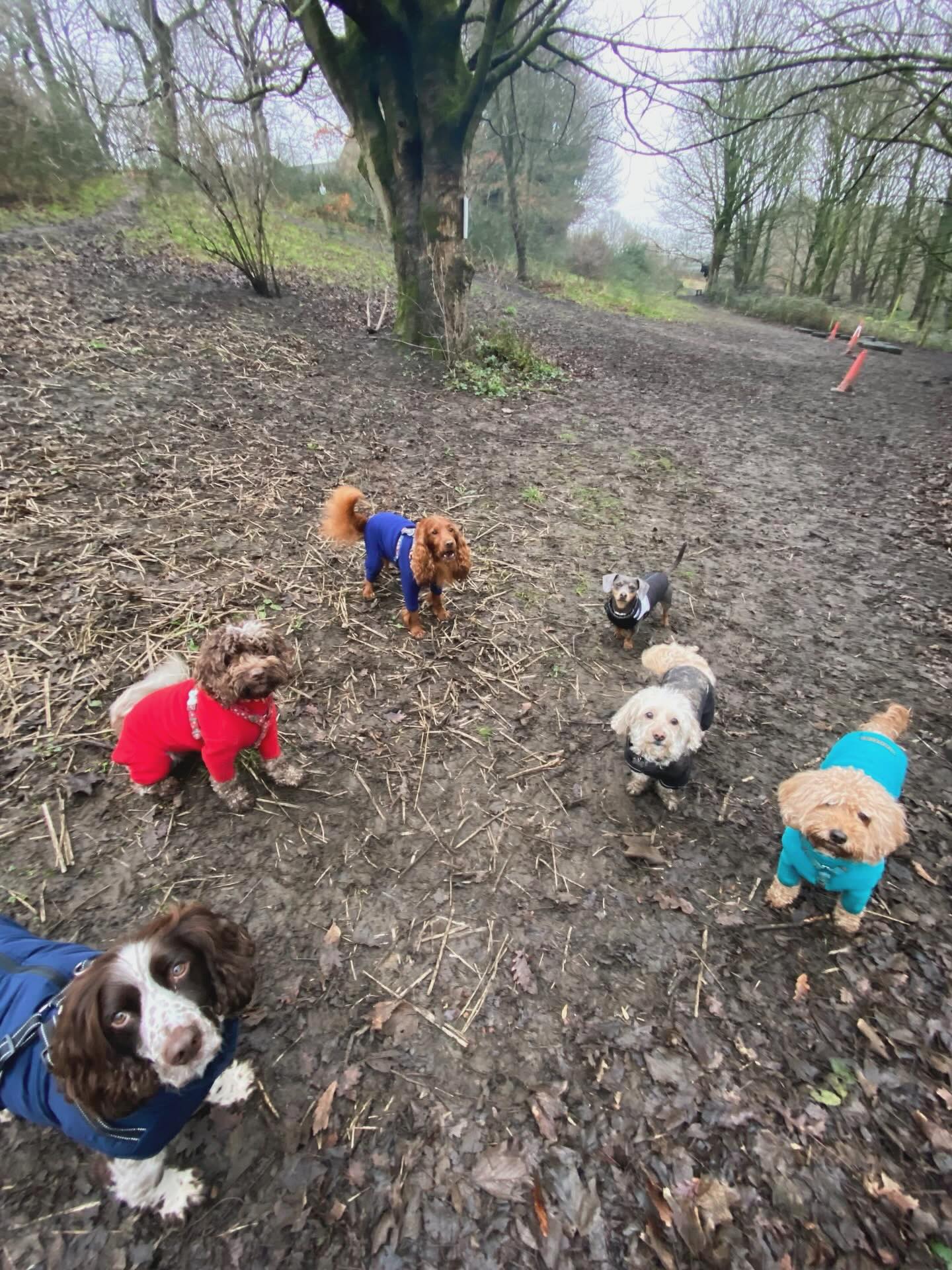 𝐒𝐪𝐮𝐚𝐝 𝐠𝐨𝐚𝐥𝐬…🐕
Look at these cuties having an amazing time at Hegiin’s Private Dog Paddocks! Safe space, big zoomies and lots of happy fun chaos 🐾✨
Got a playful group? Our paddocks are perfect for secure off-lead fun.
Tag your dog squad below 👇
#dogsofinstagram #dogfield #doglife #dogwalkers #doggydaycare
