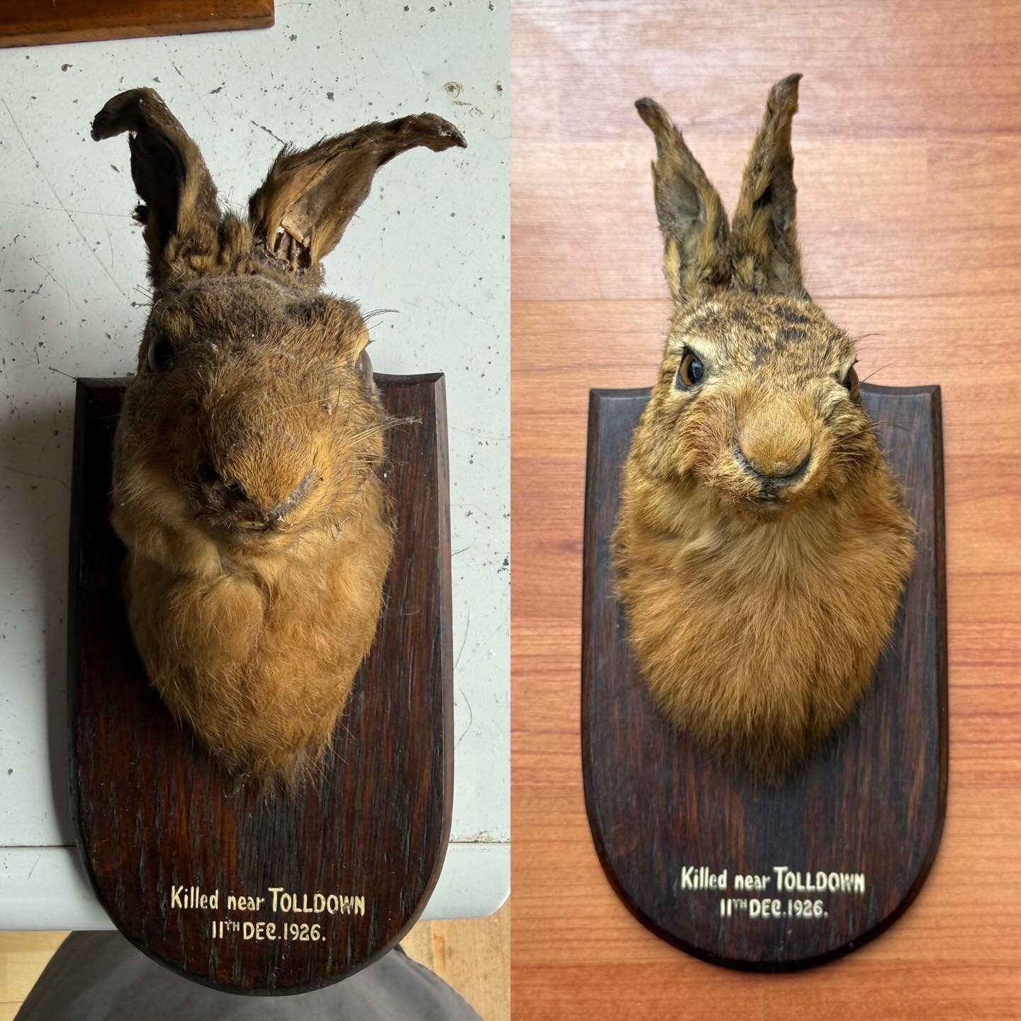 Hare mask restoration. Needed some well overdue TLC. Gave the entire mount a thorough clean which did wonders, reconstructed part of the face and patched with donor fur, repairs the ears, repaired the split fur, re coloured around the eyes, nose and ears.
Interesting history as it was a Bristol based taxidermist called Lewis Hutton who mounted the hare nearly 100 years ago, amazing.
#restoration #taxidermy #hare #naturalhistory #beforeandafter