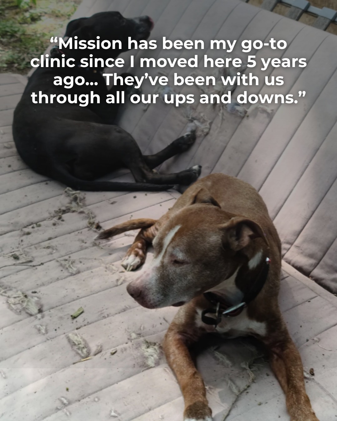 Torri, captures five years of trust, care, and countless moments shared between his family and our team. Thank you, Torri, for letting Mission be part of your pets’ journey. 💙