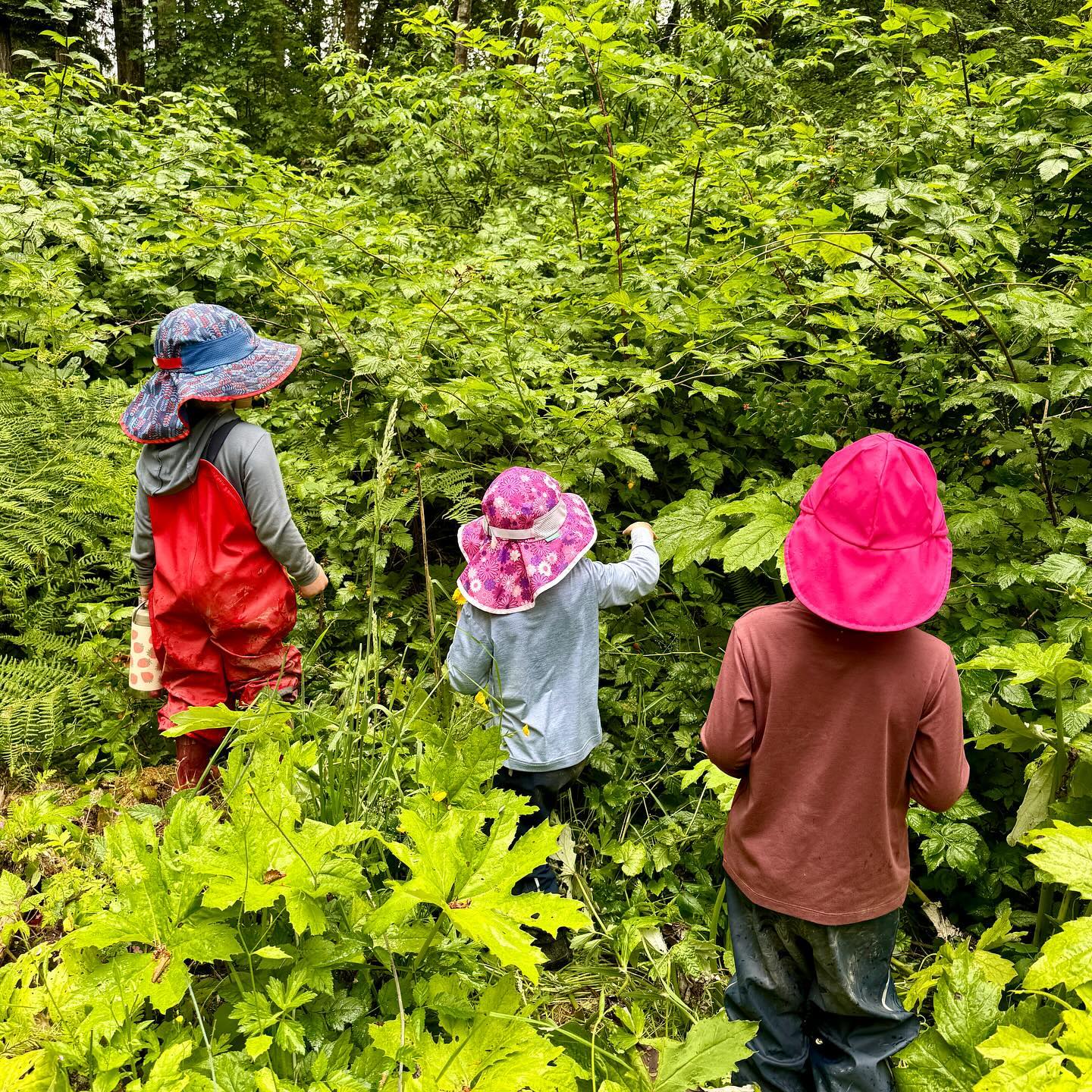I spy! š Itās salmonberry season! Always keeping our eyes peeled on the trails for these native tasty treats.
.
.
.
.
.
#forestschool #forestpreschool #childrensartstudio #wildspaces #outdoors #outdoorkids #outdooreducation #outdoorlearning #optoutside #naturebasedlearning #wildschooling #rewildyourchild #classroomwithoutwalls #cedarsongway #placebasededucation #natureschool #natureplay #naturekids #pnwkids #pnwkids_washington #olympia #olympiapreschool #olympiawashington #pacificnorthwest #wildandfreechildren #interestledlearning #learnwiththeland #ancientfuturespbe #salmonberries #foragingwithkids