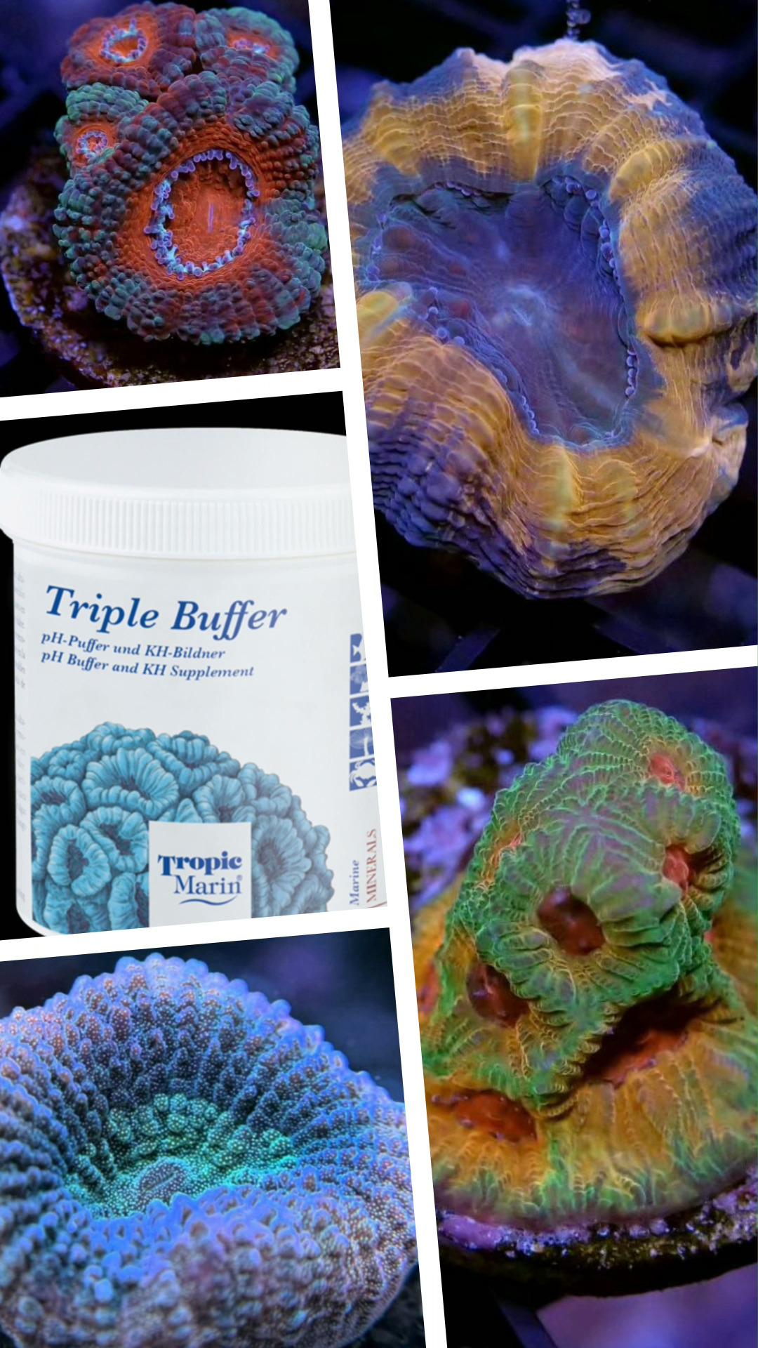 The triple effect of Tropic Marin® Triple Buffer raises the pH value to the optimum range, increases and stabilizes alkalinity and simultaneously supplies essential trace elements to saltwater aquariums.
#tropicmarintanks #tropicmarin #tropic_marin #aquaunited
#eatsleepreef #allmymoneygoestocoral #reefporn #coralporn #reefaholics #aquarium #saltwateraquarium #nanoreef #reeftanks #euroreefers #reef2reef #reefers4reefers #vitaminsea #seafari #scireef
@tropicmarinusa @tropic_marin_br @tropic_marinarg @tropicmarinperu @aquarium_planet_cr @scireef @aqua.united.gmbh