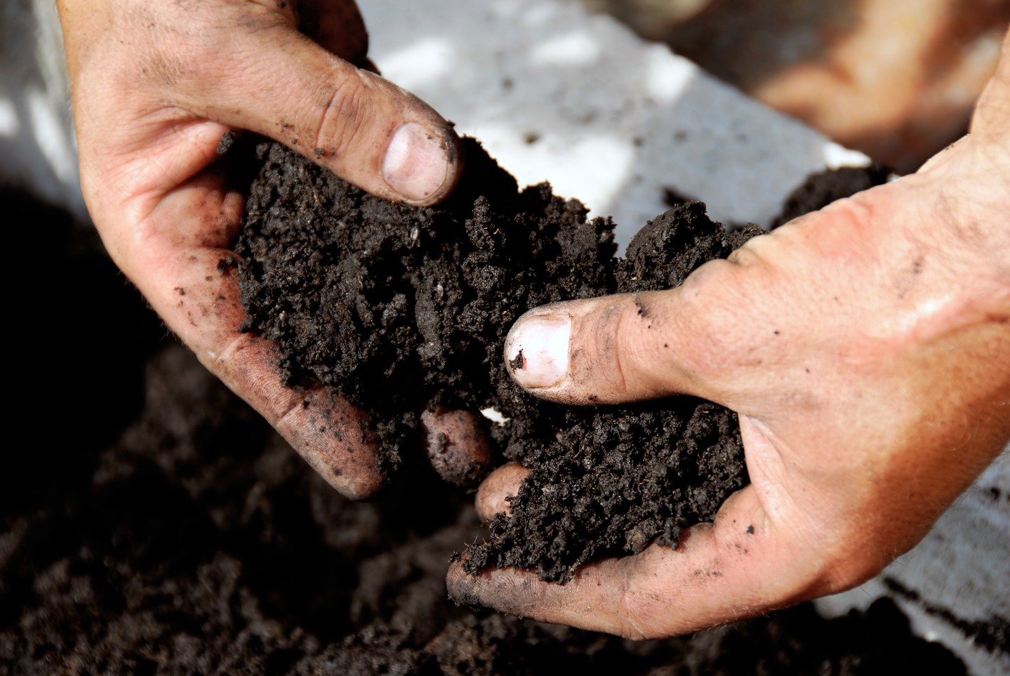 Hey friends — Nikki here with a quick soil-layering trick for thriving raised beds! 🌱✨ Start with coarse material (twigs, shredded cardboard) for drainage, add a compost-rich middle for nutrients, and finish with a loamy top layer so roots can breathe. Healthy soil structure, steady moisture, and visible worm activity are signs you’re on the right track. This simple setup boosts nutrient density and makes gardening less intimidating. Try it this weekend and tell me what you plant! Link in bio 🔗🥕🍅 #HomeGarden #SoilHealth #RaisedBeds #GrowYourOwn #GreenSproutLiving #KitchenGarden #BeginnerGardener #HealthyEating