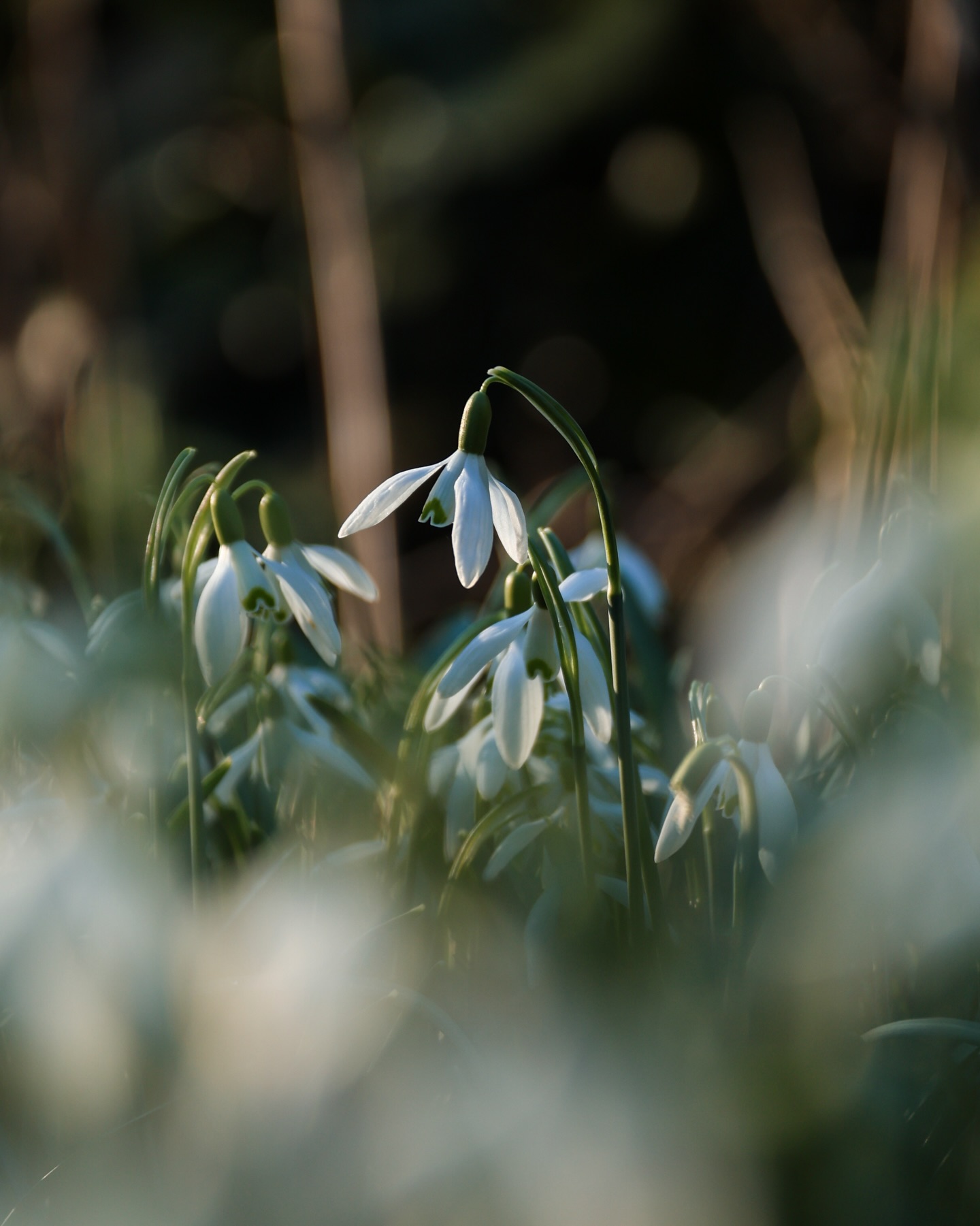 The Soft Archive | edition ten
The sun returned. I’d almost forgotten what that smug little bulb looked like. Almost forgotten how much I crave its gentle warmth on my face.
But today light spilled in puddles across the garden - over green, over petals, over blooms whose seams are only just beginning to split.
The flowers looked as though they’d been waiting to greet an old friend, and perhaps they had. I know I had.
#springblooms #snowdrops #hellebore #gardenphotography #gardenflowers