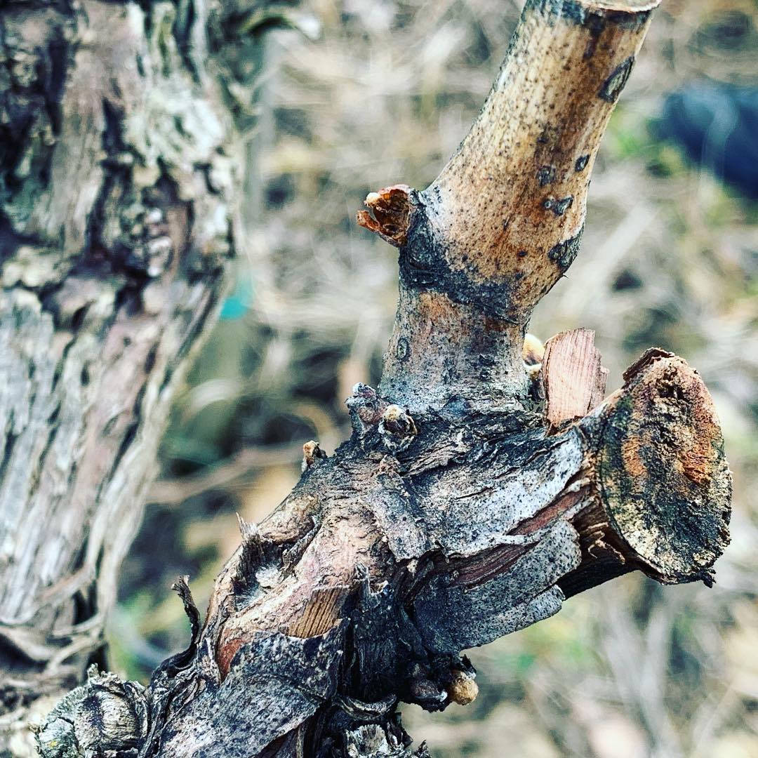 La #zigena della #vite e la #nottua possono essere molto dannose.
Le larve infatti si nutrono delle gemme in apertura, compromettendo seriamente il raccolto. E voi ne avete viste quest’anno? #sempreincampo #viticoltura #vite #vigneto