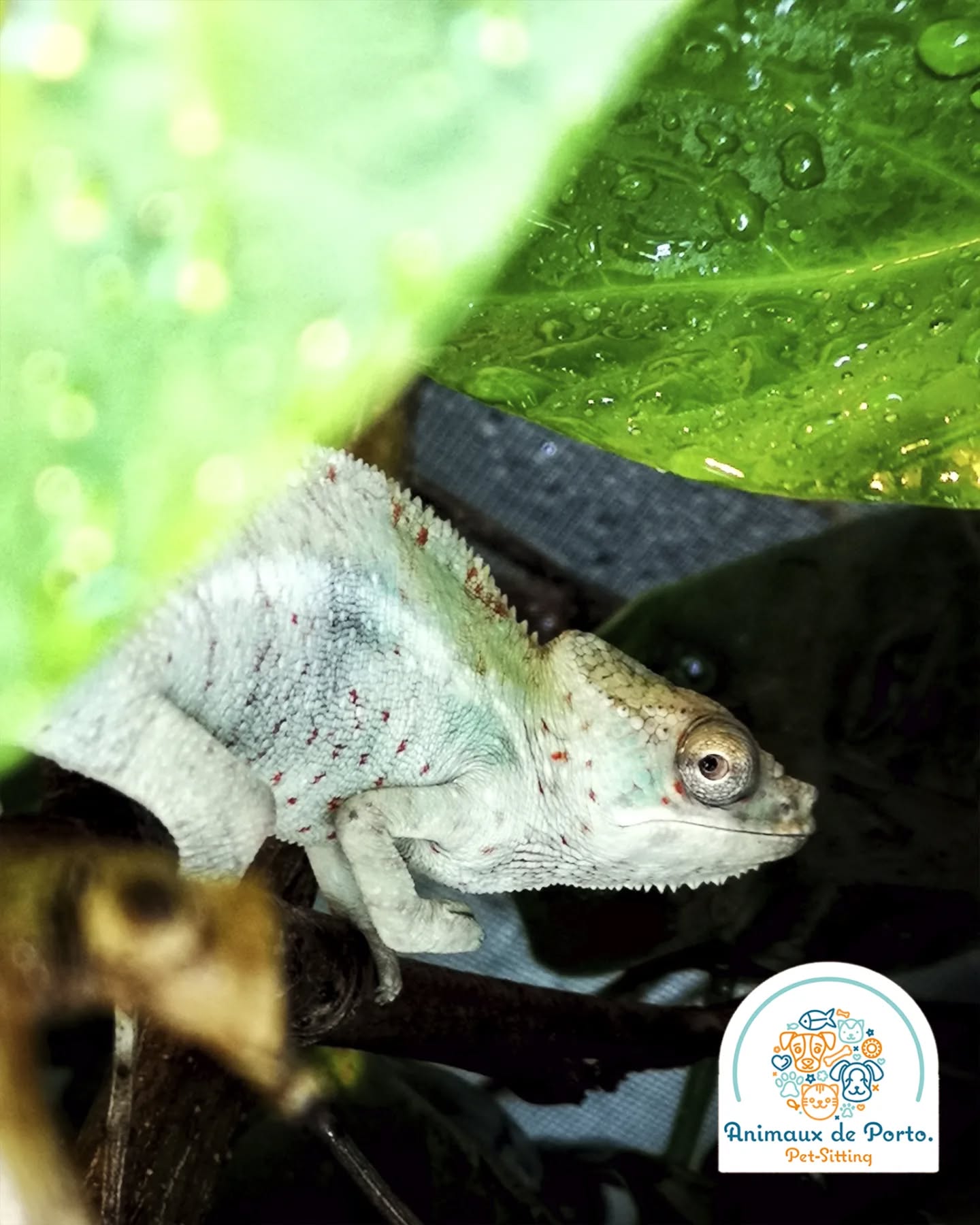 Albert the panther chameleon!
#petsitting #petsittingporto #cats#dogs #petlovers #animalsofinstagram #catsitting #petsitter #porto